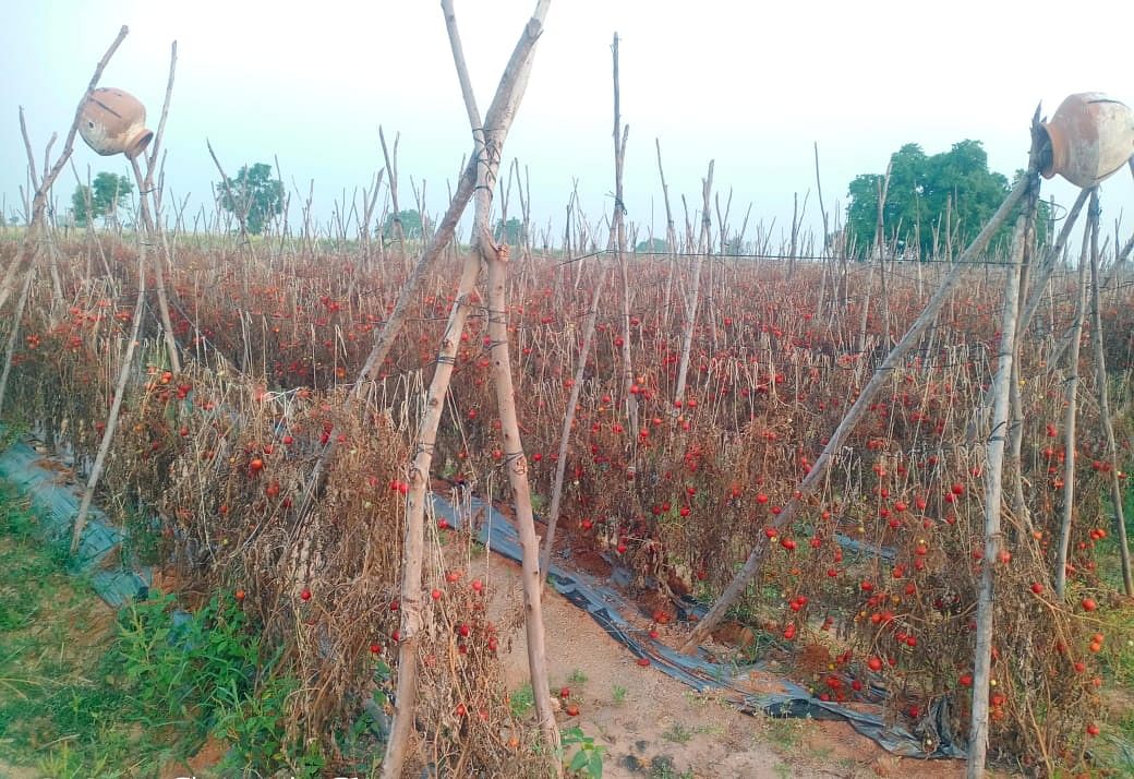 ಬೆಲೆ ದಿಢೀರ್‌ ಕುಸಿತದಿಂದ ರೈತರು ತಮ್ಮ ಜಮೀನುಗಳಲ್ಲಿ ಟೊಮೆಟೊ ಬೆಳೆಯನ್ನು ಹಾಗೆ ಬಿಟ್ಟಿದ್ದಾರೆ