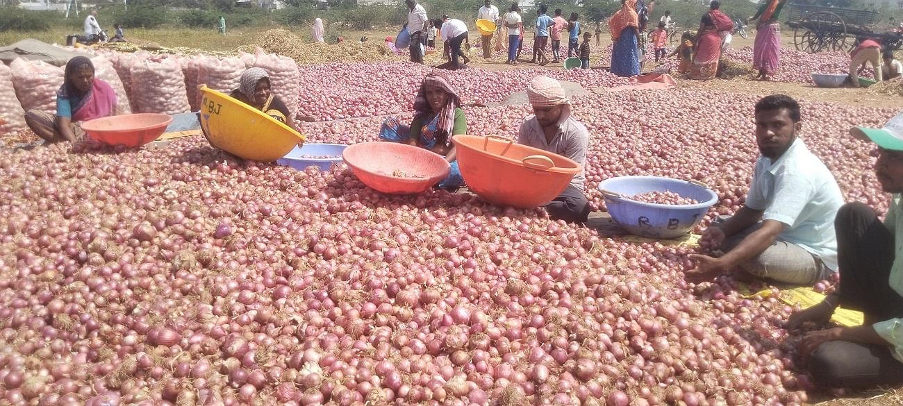 ಡಂಬಳದ ಎಪಿಎಂಸಿ ಮಾರುಕಟ್ಟೆಯ ಬಯಲಿನಲ್ಲಿ ಕಟಾವು ಮಾಡಿದ ಈರುಳ್ಳಿಯನ್ನು ಸ್ವಚ್ಛಗೊಳಿಸುತ್ತಿರುವ ಕಾರ್ಮಿಕರು