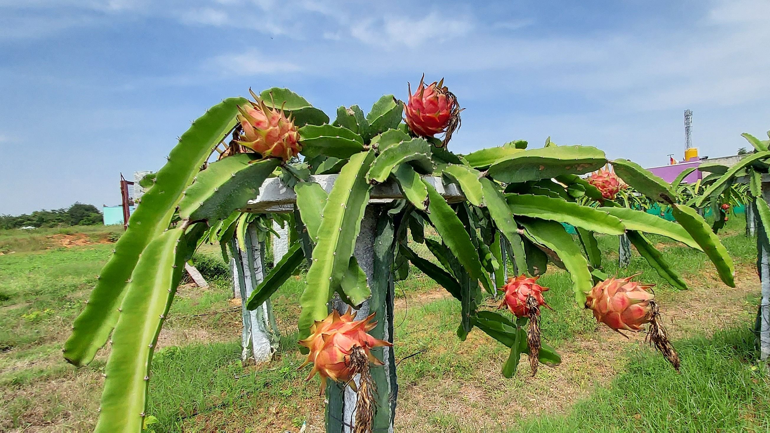 ಡ್ರಾಗನ್ ಫ್ರೂಟ್ ಸಸಿಗಳು