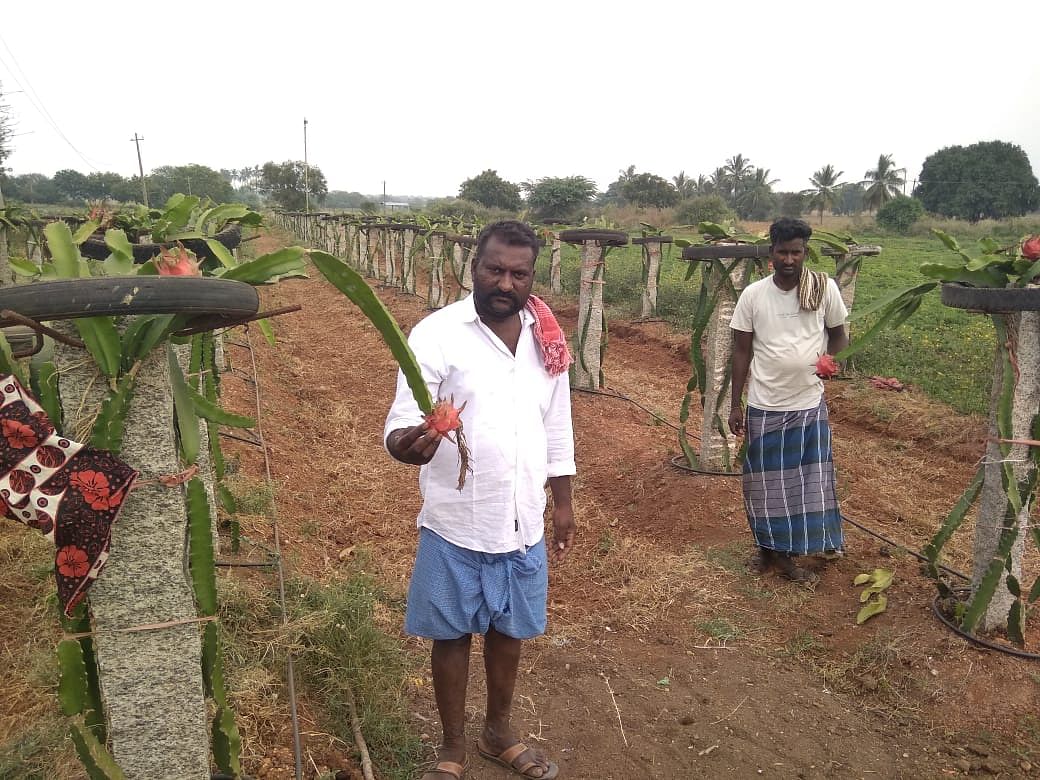 ಕುಂದಗೋಳ ತಾಲ್ಲೂಕಿನ ಕಳಸ ಗ್ರಾಮದಲ್ಲಿ ಡ್ರ್ಯಾಗನ್ ಹಣ್ಣು ಬೆಳೆದ ಸಿದ್ದನಗೌಡ್ರ ಸಹೋದರರು