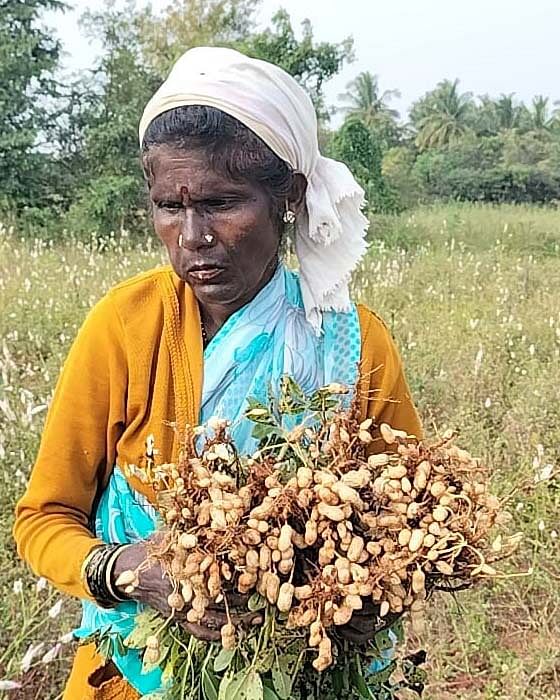 ಬಾಗೇಪಲ್ಲಿ ತಾಲ್ಲೂಕಿನ ಕಸಬಾ ಹೋಬಳಿಯ ಚಿನ್ನೇಪಲ್ಲಿ ಗ್ರಾಮದ ಬಳಿ ರೈತ ನರಸಿಂಹಪ್ಪ, ರೈತ ಮಹಿಳೆ ನರಸಮ್ಮ ಬೆಳೆದಿರುವ ಶೇಂಗಾ ಬೆಳೆ ಉತ್ತಮ ಇಳುವರಿ ಬಾರದೇ ಕೊಳೆತಿರುವುದು