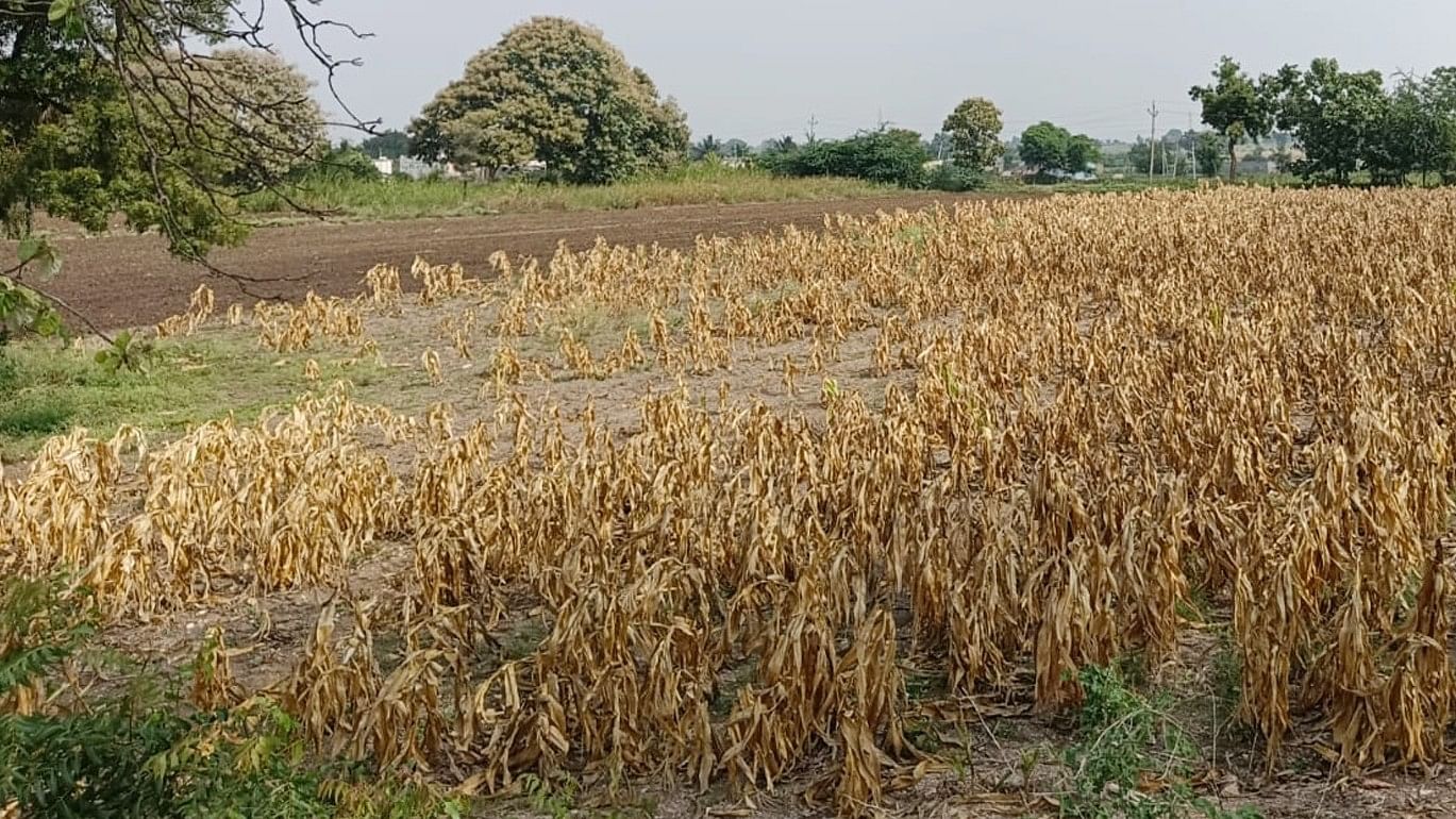 ಮುಂಡರಗಿ ತಾಲ್ಲೂಕಿನ ಮೇವುಂಡಿ ಗ್ರಾಮದಲ್ಲಿ ಮಳೆ ಇಲ್ಲದೆ ಸಂಪೂರ್ಣವಾಗಿ ಒಣಗಿ ಹೋಗಿರುವ ಮೆಕ್ಕೆಜೋಳದ ಪೈರು