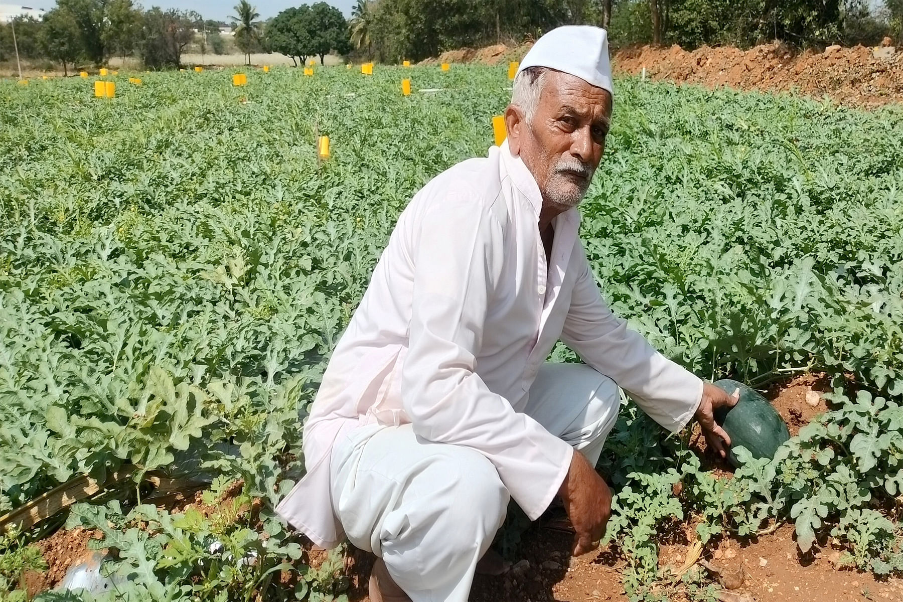 ಕಲ್ಲಂಗಡಿ ಬಳ್ಳಿಯೊಂದಿಗೆ ರೈತ ಬಸಣ್ಣ ಬೆಂಗಳೂರ