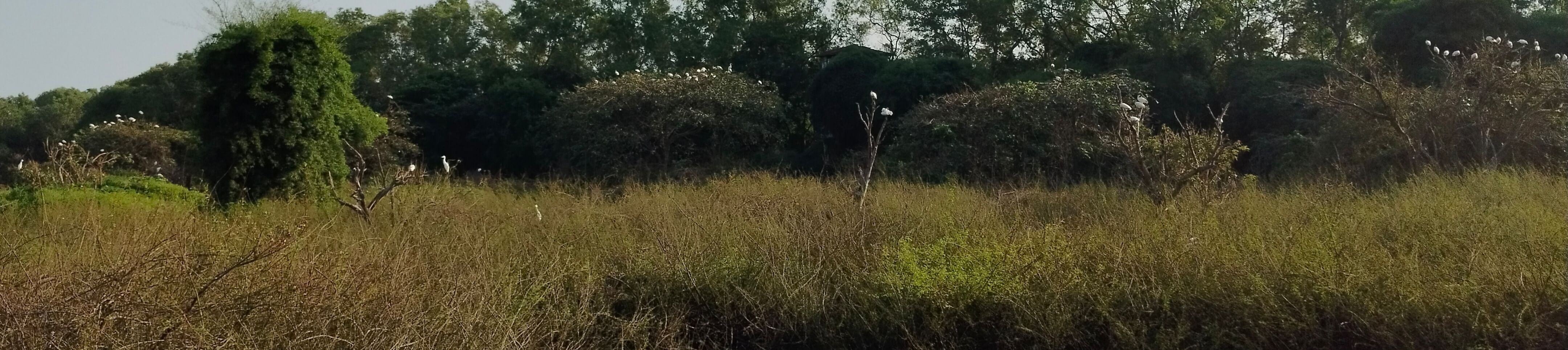 ಸೊರಬ ತಾಲ್ಲೂಕಿನ ಗುಡವಿ ಪಕ್ಷಿಧಾಮ