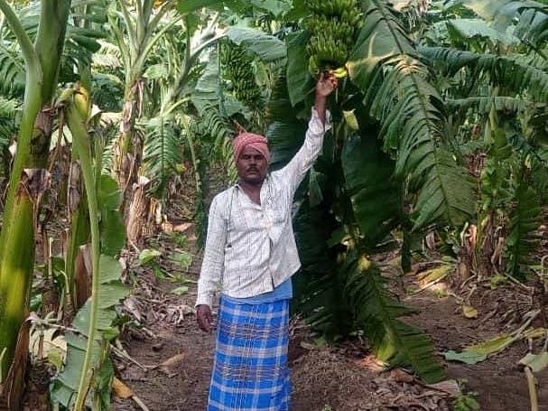 ಗೌರಿಬಿದನೂರು ತಾಲ್ಲೂಕಿನ ಹಂಪಸಂದ್ರದಲ್ಲಿ ಉತ್ತಮ ಇಳುವರಿಯ ಏಲಕ್ಕಿ ಬಾಳೆ ಬೆಳೆದಿರುವ ಪುಟ್ಟಣ್ಣ