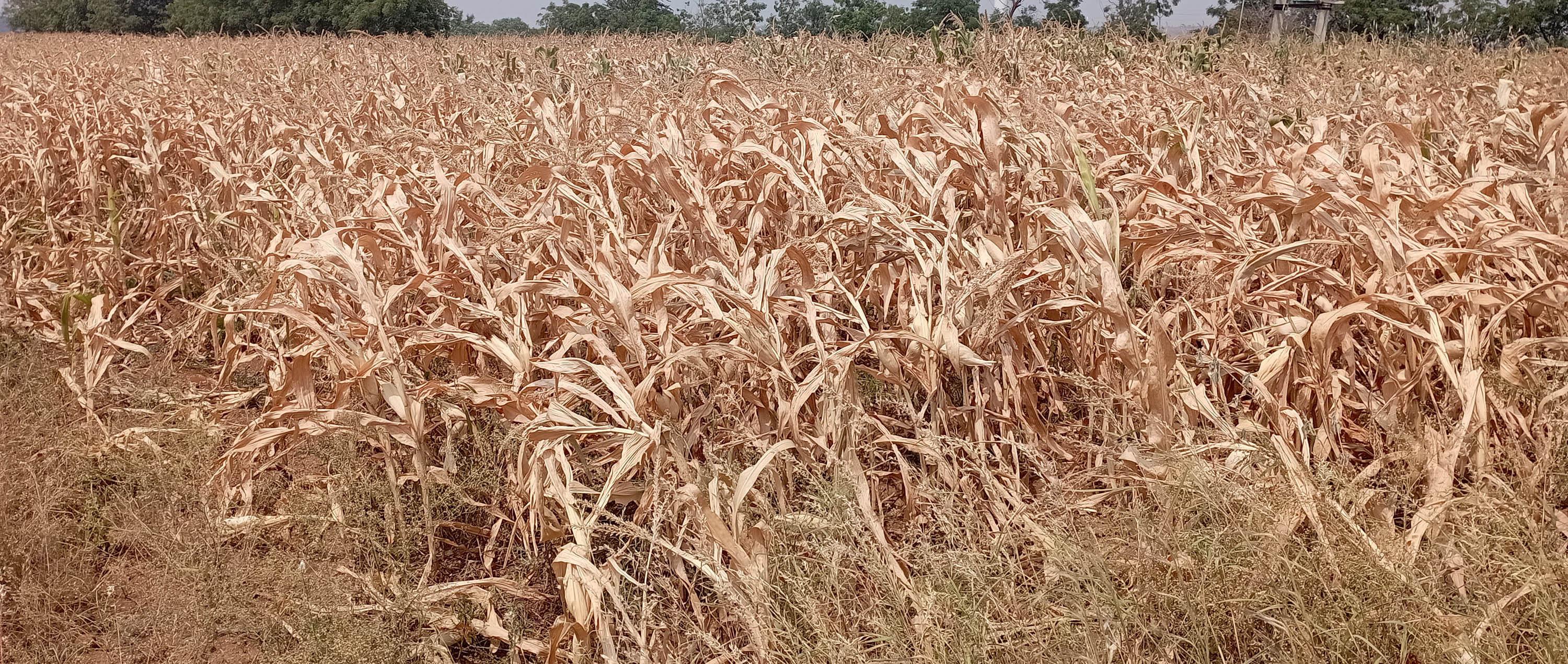 ಹೊರ್ತಿ ಸಮೀಪದ ಸಾವಳಸಂಗ ಗ್ರಾಮದ ರೈತ ನಿಂಗಪ್ಪ ಆರ್.ಬೈಗಳ್ಳಿ ಅವರ ಹೊಲದಲ್ಲಿ ಗೋವಿನ ಜೋಳ ಬೆಳೆ ಒಣಗಿದೆ