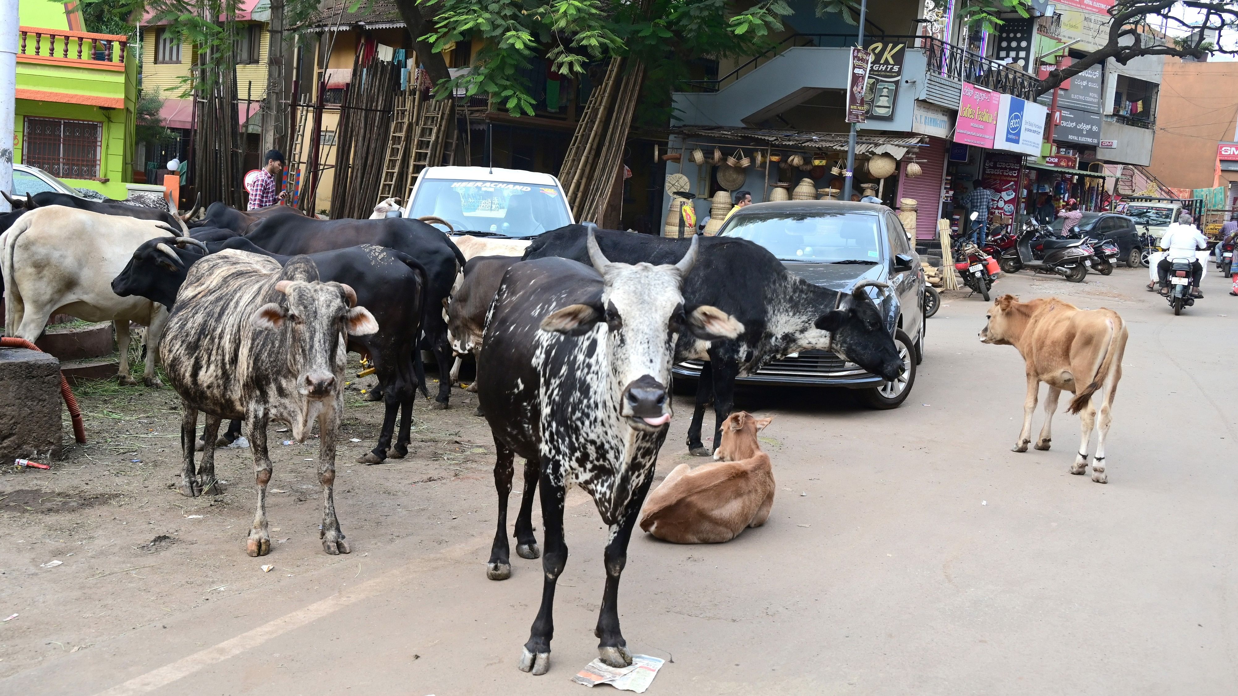 ಹುಬ್ಬಳ್ಳಿಯ ಮೇದಾರ ಓಣಿಯಲ್ಲಿ ಬೀಡು ಬಿಟ್ಟಿರುವ ಗೋವುಗಳು