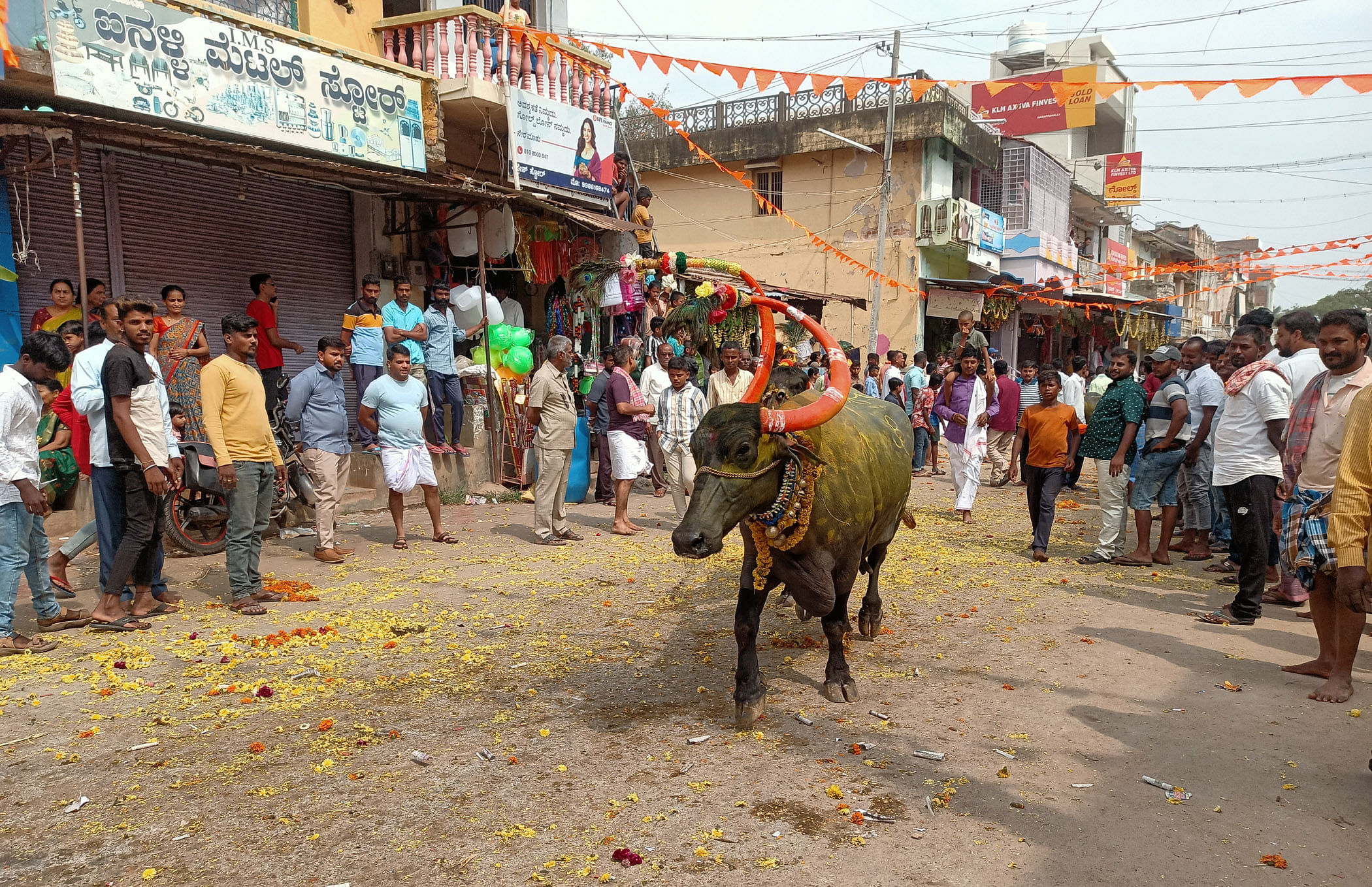 ಹರಪನಹಳ್ಳಿಯ ಗೌಳಿಗರ ಕುಟುಂಬಗಳು ದೀಪಾವಳಿಯ ಪಾಂಡವರ ಹಬ್ಬ ಆಚರಣೆಯಲ್ಲಿ ಎಮ್ಮೆಗಳನ್ನು ಅಲಂಕರಿಸಿ ಬೆದರಿಸಿದರು