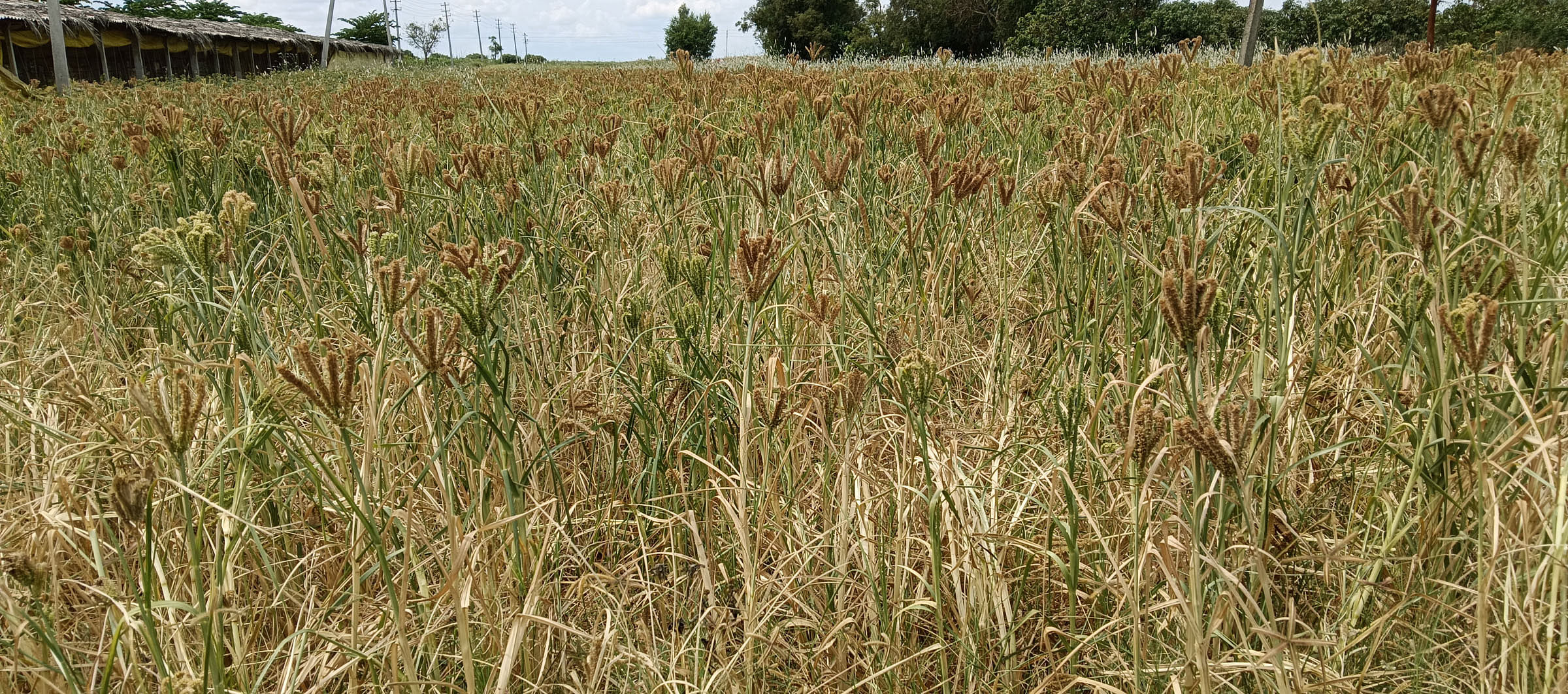 ಸಂತೇಬೆನ್ನೂರು ಸಮೀಪದ ಗೆದ್ದಲಹಟ್ಟಿ ಬಳಿಯ ರಾಗಿಹೊಲ