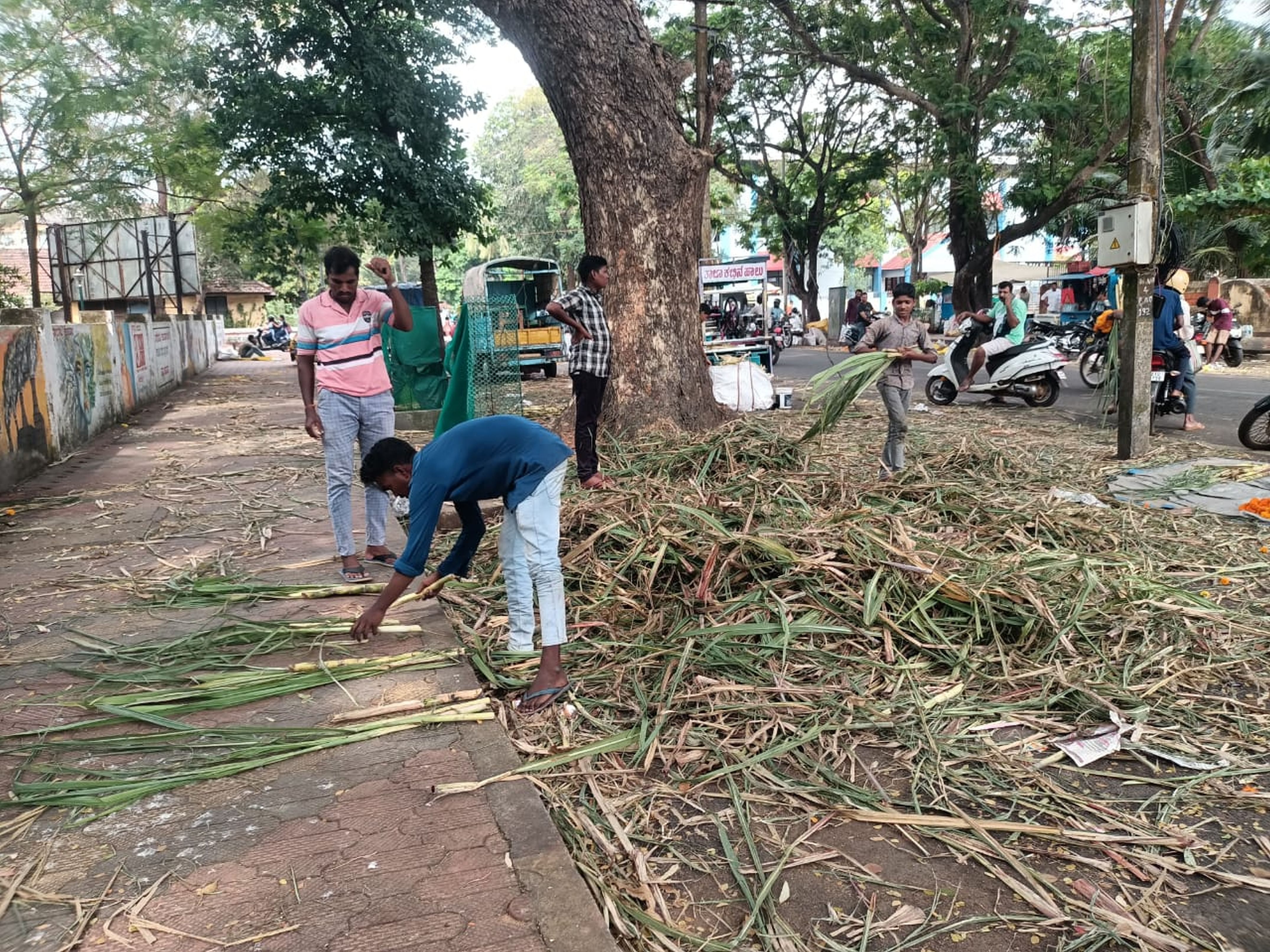 ಬೇಡಿಕೆ ಹೆಚ್ಚಿದ್ದರಿಂದ ಕಾರವಾರ ನಗರದಲ್ಲಿ ವ್ಯಾಪಾರಿಗಳು ದಾಸ್ತಾನು ಖಾಲಿಯಾದರೂ ಕಬ್ಬಿನ ಕಸದ ರಾಶಿಯಿಂದ ಸಣ್ಣ ಸಣ್ಣ ಕಬ್ಬುಗಳನ್ನು ಹೆಕ್ಕಿ ತೆಗೆದರು.