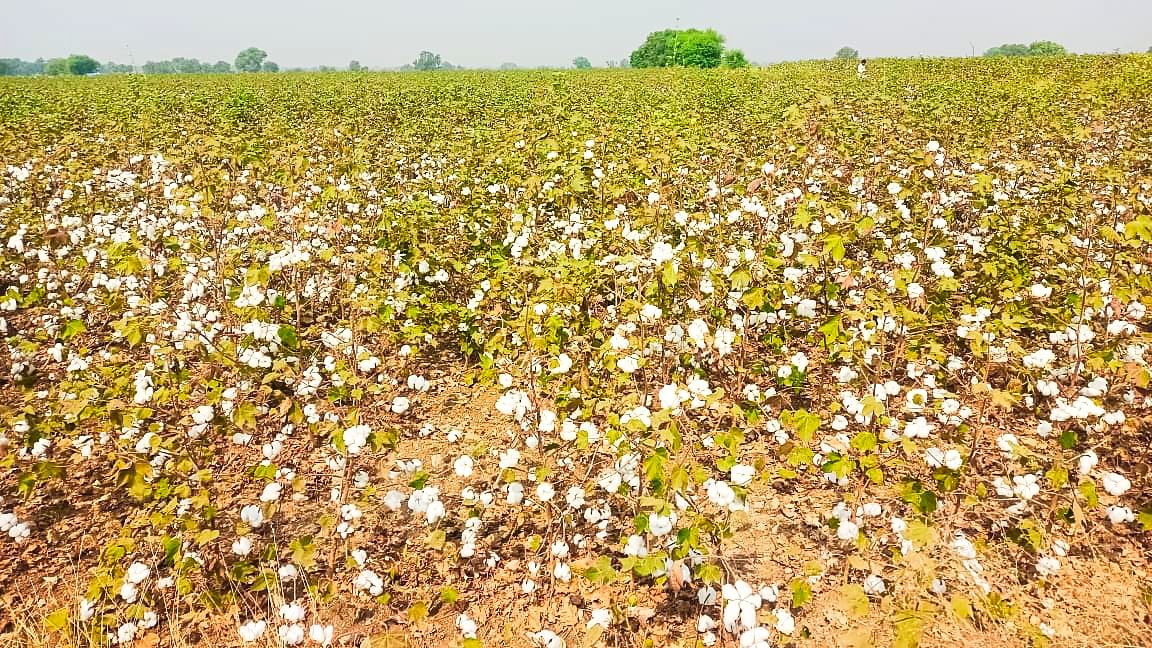 ಯಡ್ರಾಮಿ ತಾಲ್ಲೂಕಿನ ವಡಗೇರಾ ಗ್ರಾಮ ಪಂಚಾಯಿತಿ ವ್ಯಾಪ್ತಿಯ ಜಮೀನುಗಳಲ್ಲಿ ಅರಳಿ ನಿಂತ ಹತ್ತಿ