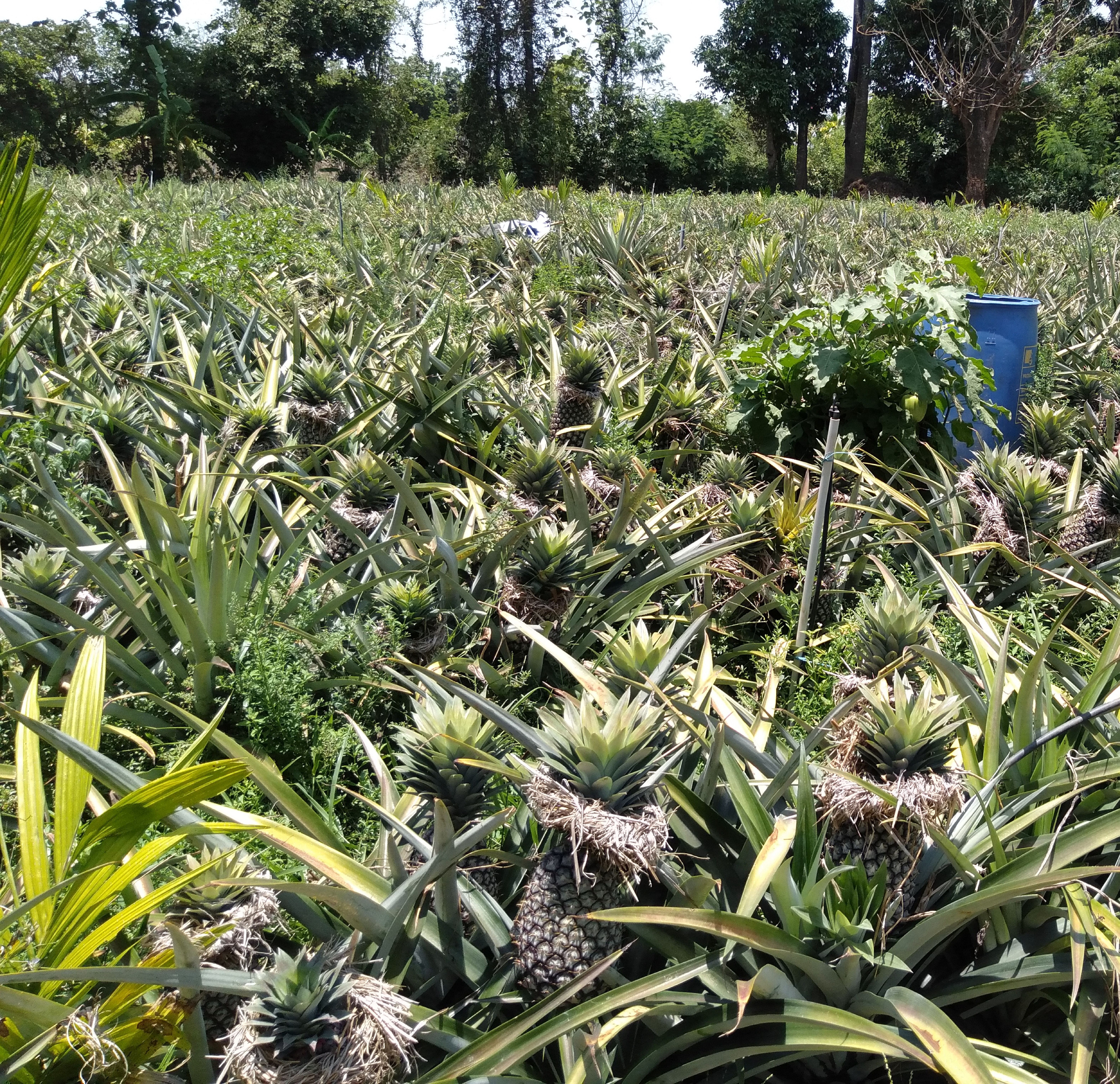 ಬನವಾಸಿ ಭಾಗದಲ್ಲಿ ಅನಾನಸ್ ಕೃಷಿ 