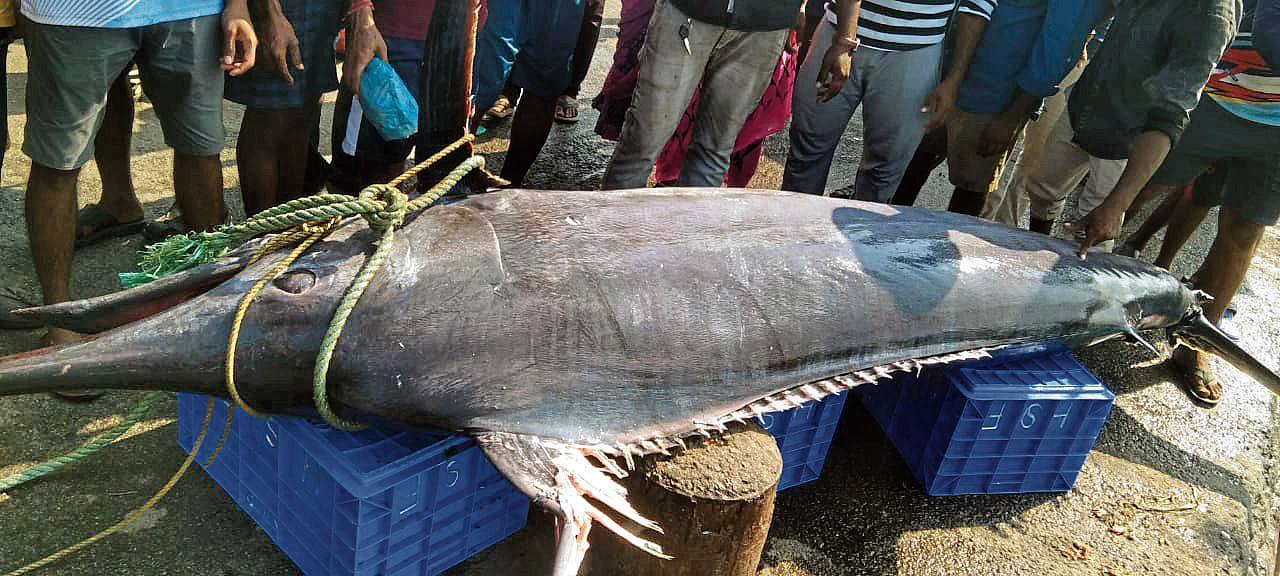 ಮೀನುಗಾರರ ಬಲೆಗೆ ಬಿದ್ದ 400 ಕೆ.ಜಿ ತೂಕದ ಮಡಲ್ ಮೀನು