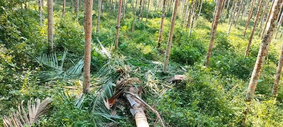 ಪುತ್ತೂರು ತಾಲ್ಲೂಕಿನ ಪೆರ್ನಾಜೆಯ ಕೃಷಿಕ ಕುಮಾರ್ ಪೆರ್ನಾಜೆ ಅವರ ತೋಟಕ್ಕೆ ನುಗ್ಗಿರುವ ಕಾಡಾನೆ ಬೆಳೆ ನಾಶ ಮಾಡಿದೆ