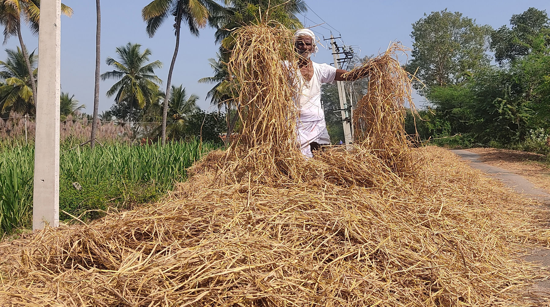 ಯಳಂದೂರು ತಾಲ್ಲೂಕಿನ ಅಂಬಳೆ ಗ್ರಾಮದ ಹೊರ ಹೊಲಯದ ರಸ್ತೆಯಲ್ಲಿ ತಲಕಾಡಿನಿಂದ ತಂದ ಭತ್ತದ ಹುಲ್ಲನ್ನು ಒಣಗಿಸಲು ಮುಂದಾದ ಕೃಷಿಕ ಬಸವಣ್ಣಪ್ಪ