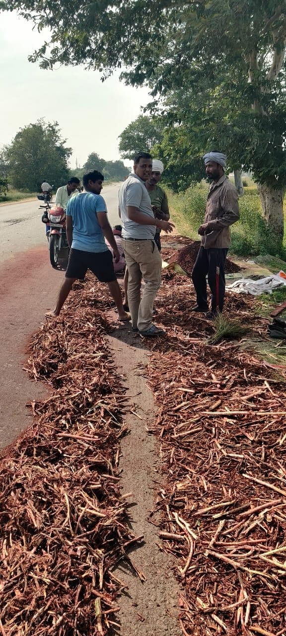 ಕವಿತಾಳ ಸಮೀಪದಲ್ಲಿ ರಸ್ತೆ ಬದಿಯ ಮಳೆ ಮರದಿಂದ ಕಾಯಿ, ಹೂವು ಬಿಡಿಸಿ ಪುಡಿ ಮಾಡುತ್ತಿರುವ ತೆಲಂಗಾಣ ಮೂಲದ ಯುವಕರು