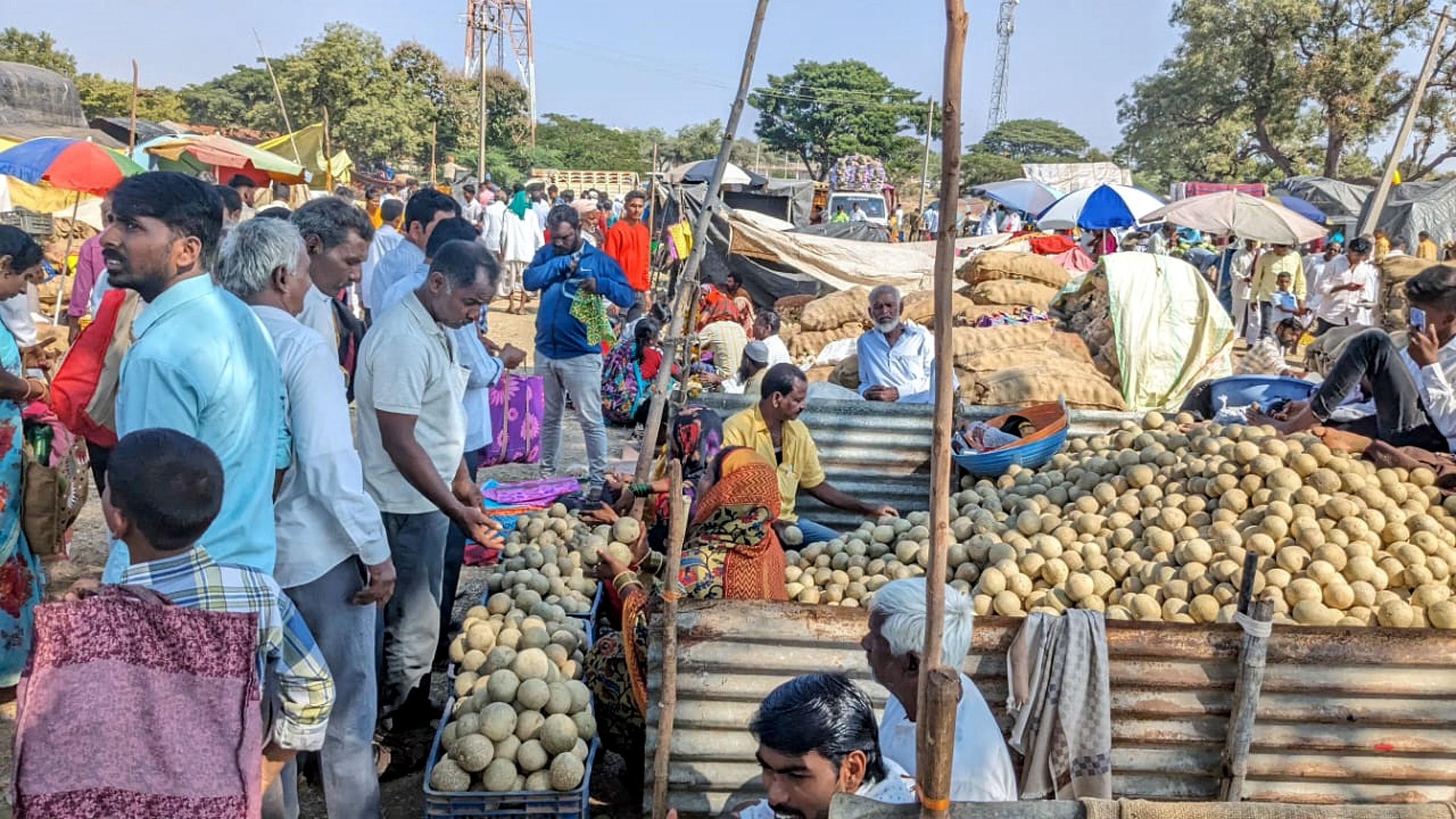 ರಾಮದುರ್ಗ ತಾಲ್ಲೂಕಿನ ಸುಕ್ಷೇತ್ರ ಗೊಡಚಿಯಲ್ಲಿ ಬಳವೊಲು ಹಣ್ಣಿನ ವ್ಯಾಪಾರವು ಭರ್ಜರಿಯಾಗಿತ್ತು