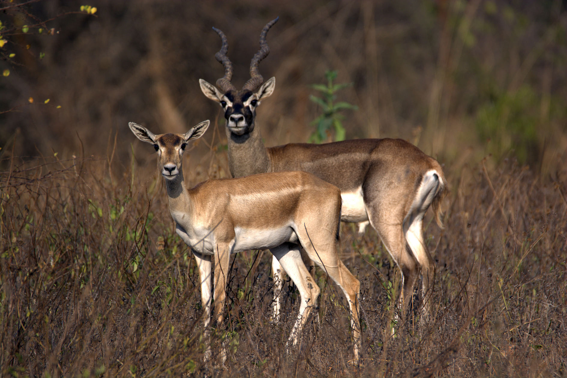 ಕೋಲಾರದ ಆಸುಪಾಸಿನಲ್ಲಿನ ಕೃಷ್ಣ ಮೃಗಗಳು