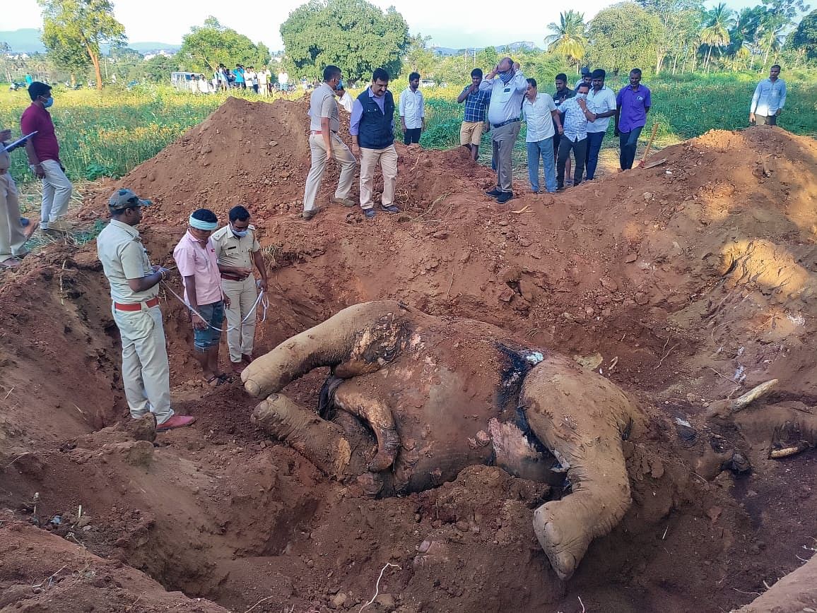 ಕನಕಪುರ ತಾಲ್ಲೂಕಿನ ಸಂತೆಕೋಡಿಹಳ್ಳಿಯ ಜಮೀನಿನಲ್ಲಿ ವಿದ್ಯುತ್ ಪ್ರವಹಿಸಿ ಮೃತಪಟ್ಟಿದ್ದ  ಕಾಡಾನೆಯ ಕಳೇಬರವನ್ನು ಅರಣ್ಯ ಇಲಾಖೆ ಅಧಿಕಾರಿಗಳು ಪರಿಶೀಲಿಸಿದರು