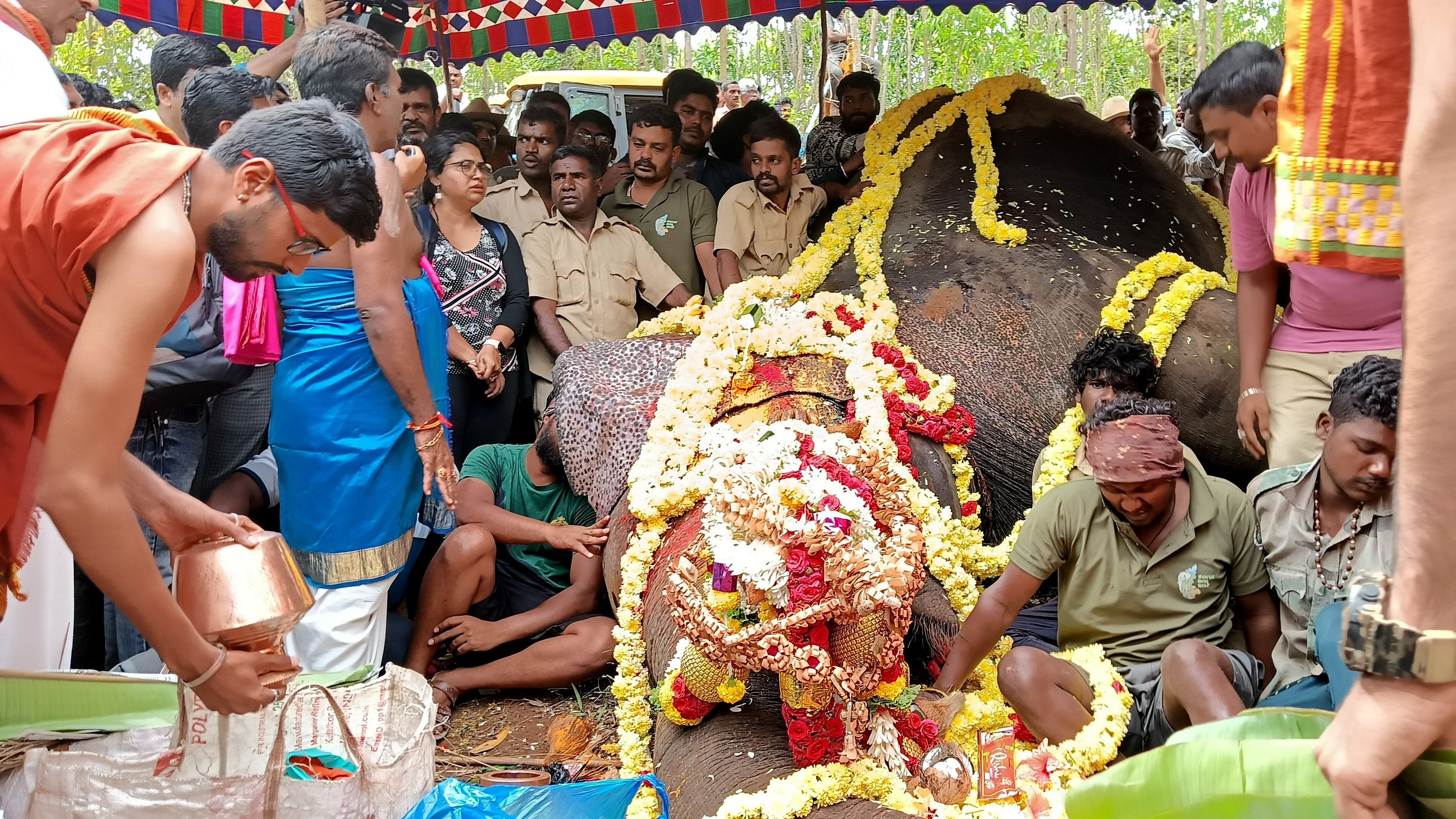 ಸಕಲೇಶಪುರ ತಾಲ್ಲೂಕು ಯಸಳೂರು ಸಮೀಪದ ದಬ್ಬಳಿಕಟ್ಟೆ ಅರಣ್ಯದಲ್ಲಿ ರ್ಜುನನ ಕಳೇಬರಕ್ಕೆ ರಾಜಮನೆತನ ಪುರೋಹಿತ ಪ್ರಹ್ಲಾದ್‌ ಪೂಜೆ ನೆರವೇರಿಸಿದರು