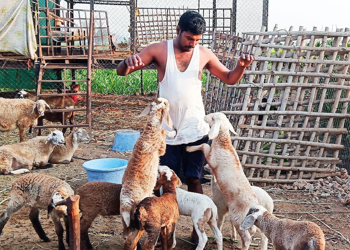 ಕುರಿಗಳೊಂದಿಗೆ ಮಾರುತಿ ಮರ್ಡಿ ಮೌರ್ಯ