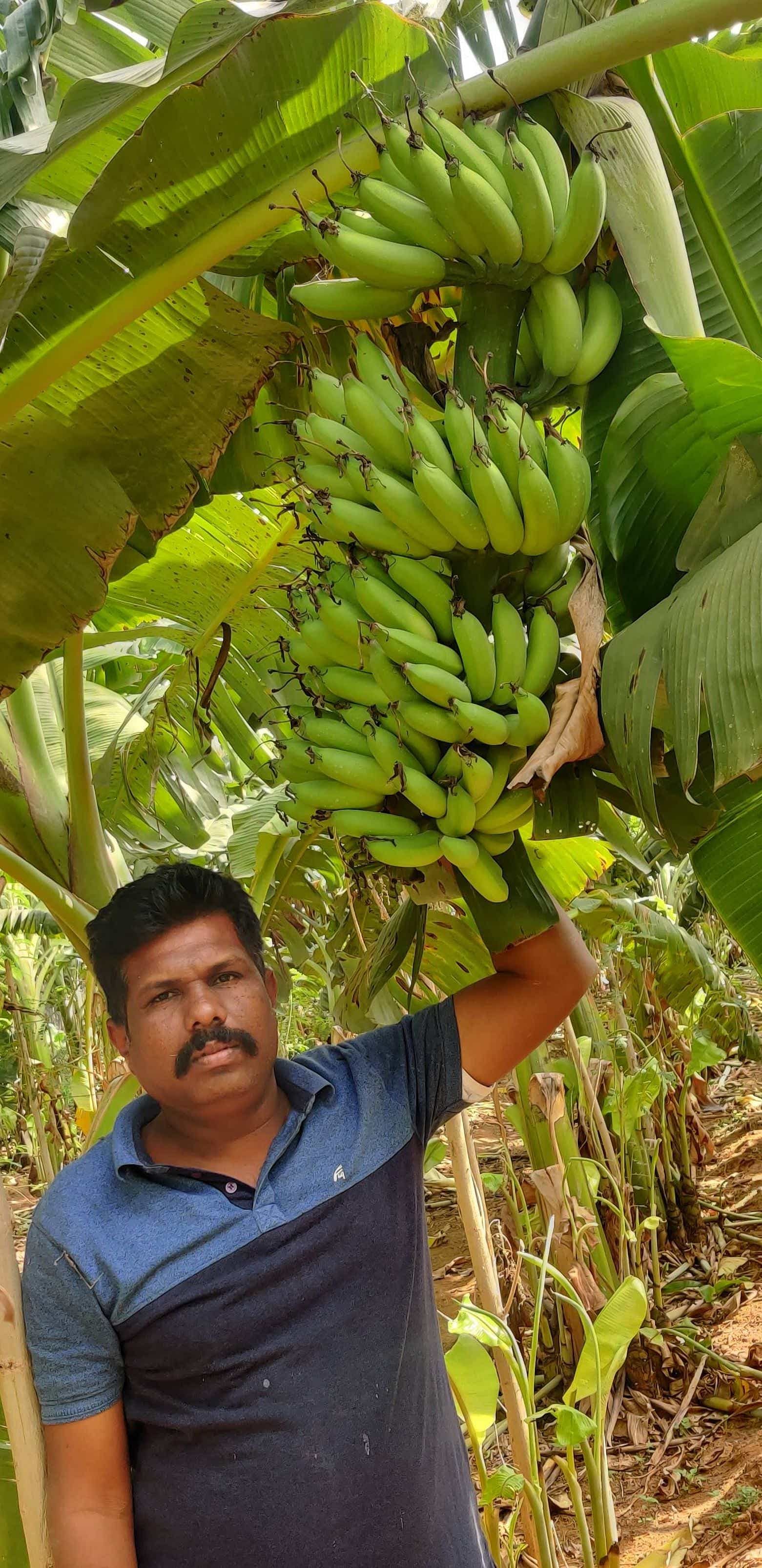 ಗೌರಿಬಿದನೂರು ತಾಲ್ಲೂಕಿನ ಮರಳೂರು ಗ್ರಾಮದ ರೈತ ಎಂ.ಟಿ.ಅಂಬರೀಶ್ ರೆಡ್ಡಿ ತನ್ನ ಜಮೀನಿನಲ್ಲಿ ‌ಬೆಳೆ ಬಾಳೆ ಉತ್ತಮ‌ ಫಸಲಿಗೆ ಬಂದಿರುವುದು