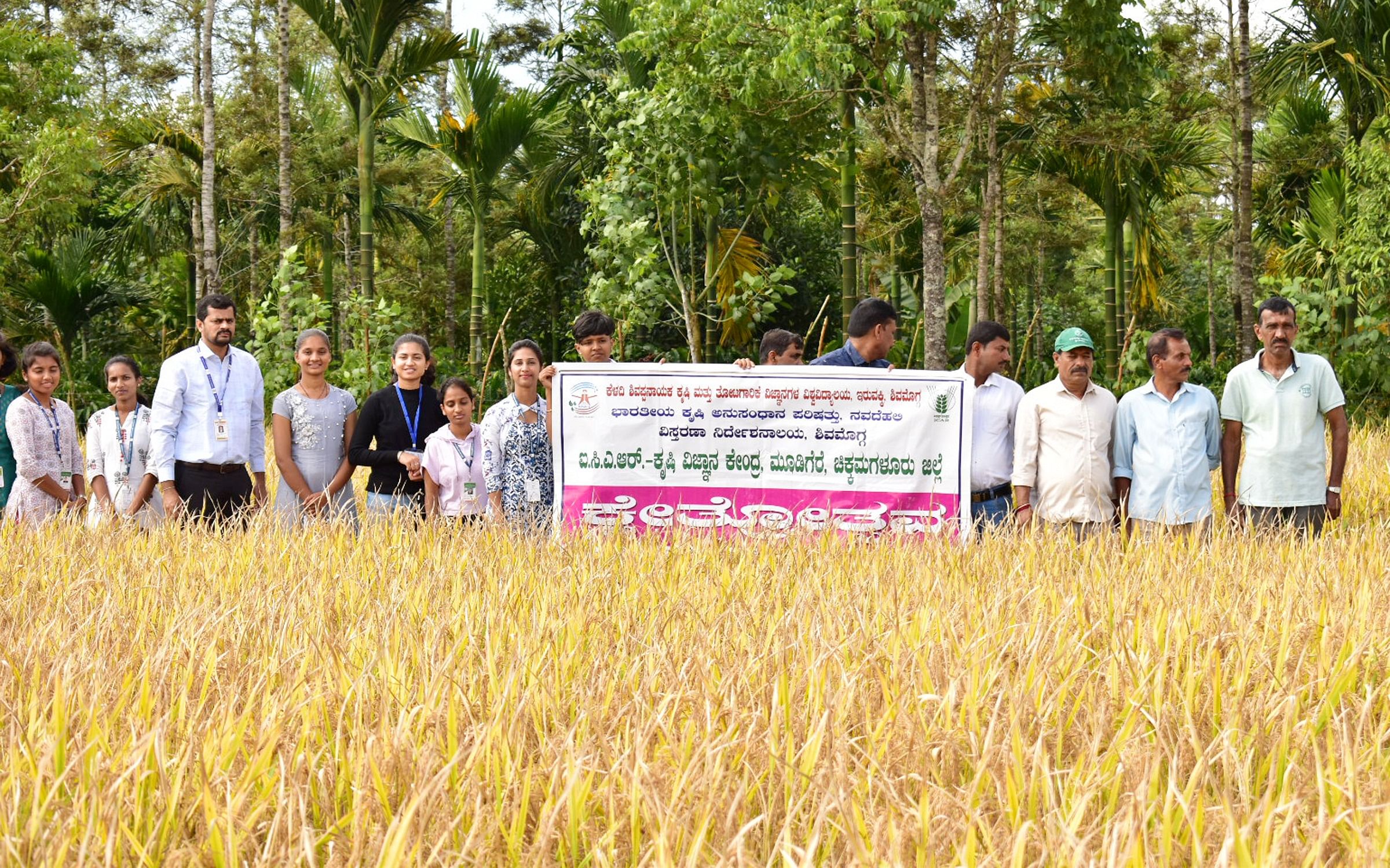 ಮೂಡಿಗೆರೆ ತಾಲ್ಲೂಕಿನ ಬಡವನದಿಣ್ಣೆಯ ರವಿ ಅವರ ಭತ್ತದ ಗದ್ದೆಯಲ್ಲಿ ಕೃಷಿ ವಿಜ್ಞಾನ ಕೇಂದ್ರದ ವತಿಯಿಂದ ಶುಕ್ರವಾರ ಭತ್ತದ ಬೆಳೆಯ ಕ್ಷೇತ್ರೋತ್ಸವ ನಡೆಯಿತು