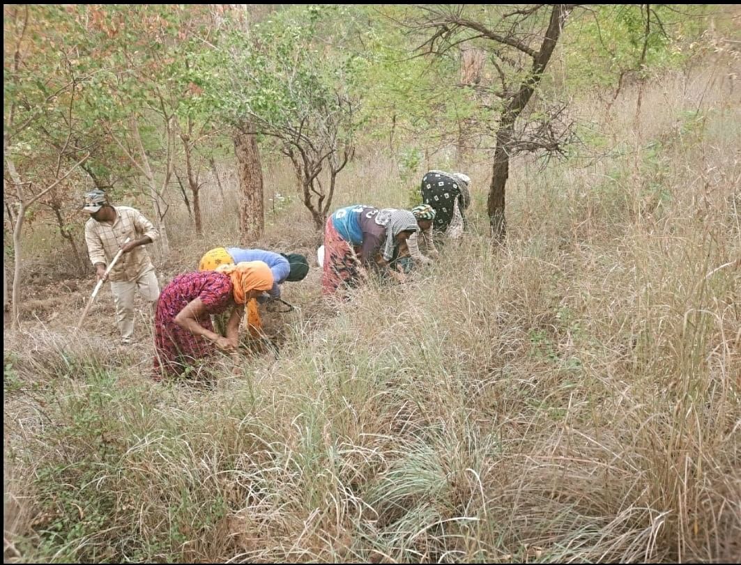 ಸಂಡೂರಿನ ಅರಣ್ಯ ಪ್ರದೇಶದಲ್ಲಿ ಒಂದು ವಾರದಿಂದ ಫೈರ್‌ಲೈನ್ ಮಾಡಲು ಹುಲ್ಲು ಕತ್ತರಿಸುವ ಕಾರ್ಯ ಆರಂಭವಾಗಿದೆ