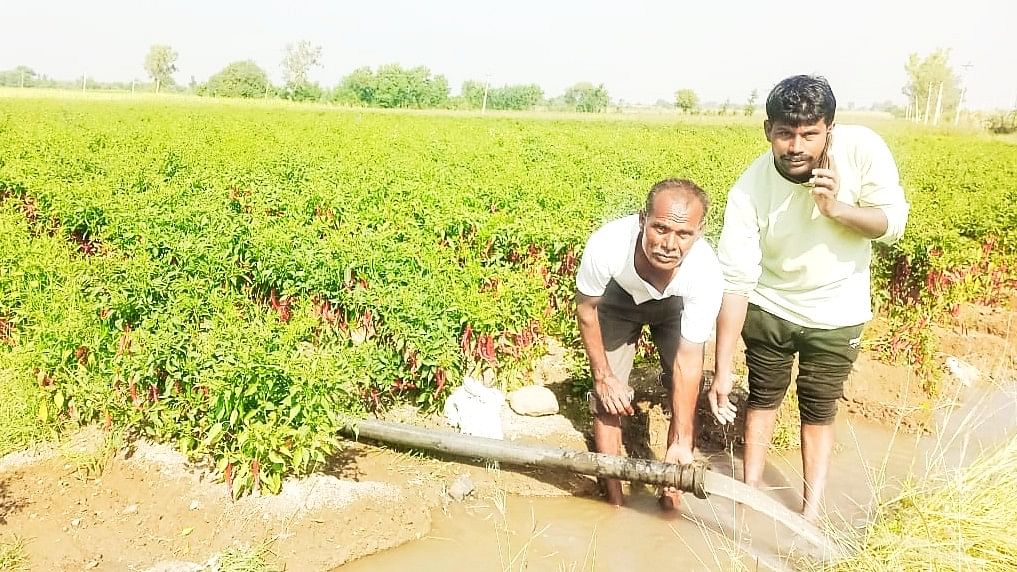 ಯಡ್ರಾಮಿ ತಾಲ್ಲೂಕಿನ ಸುಂಬಡ ಗ್ರಾಮದ ರೈತ ಮಲ್ಲು ಚೌದ್ರಿ ಅವರು ತಮ್ಮ ಜಮೀನಿನಲ್ಲಿ ಮೆಣಸಿನಕಾಯಿ ಬೆಳೆದಿರುವ ಮೆಣಸಿಕಾಯಿ ಬೆಳೆಗೆ ನೀರು ಹಾಯಿಸುತ್ತಿರುವುದು