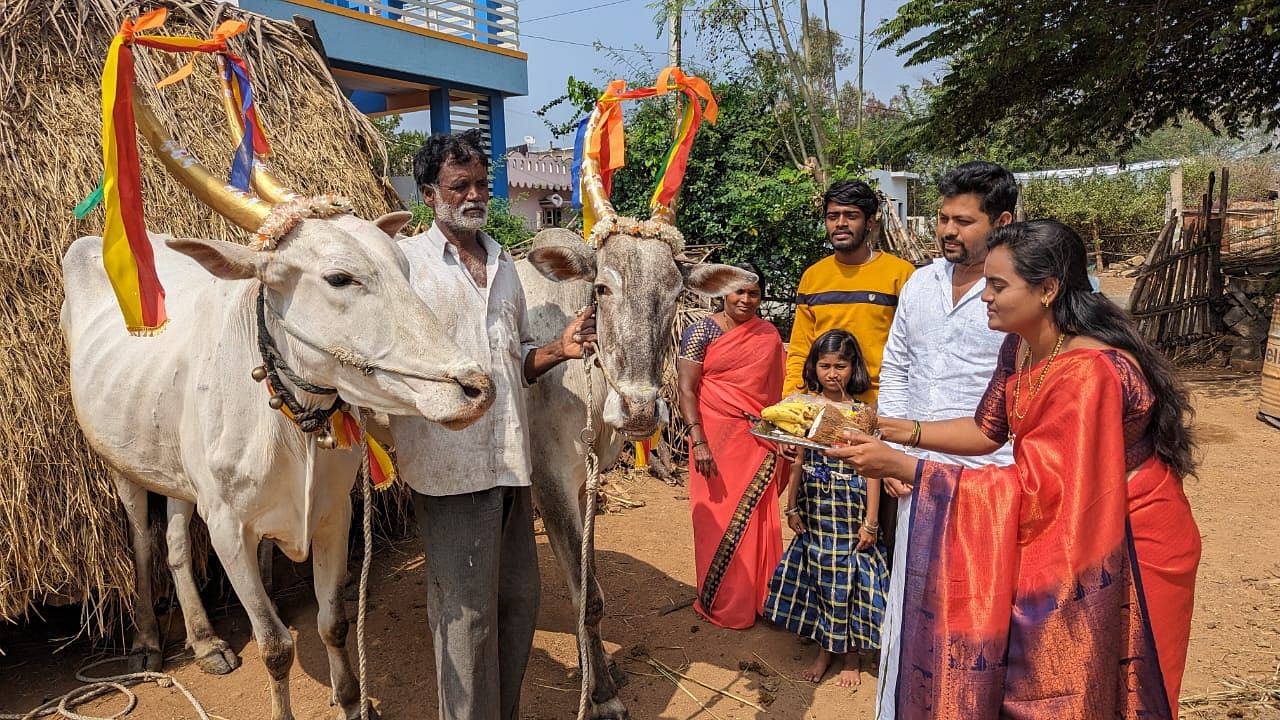 ಸಂಕ್ರಾಂತಿ ಹಬ್ಬದ ಅಂಗವಾಗಿ ಚಾಮರಾಜನಗರದಲ್ಲಿ ರಾಸುಗಳಿಗೆ ಪೂಜೆ ಸಲ್ಲಿಸಲಾಯಿತು