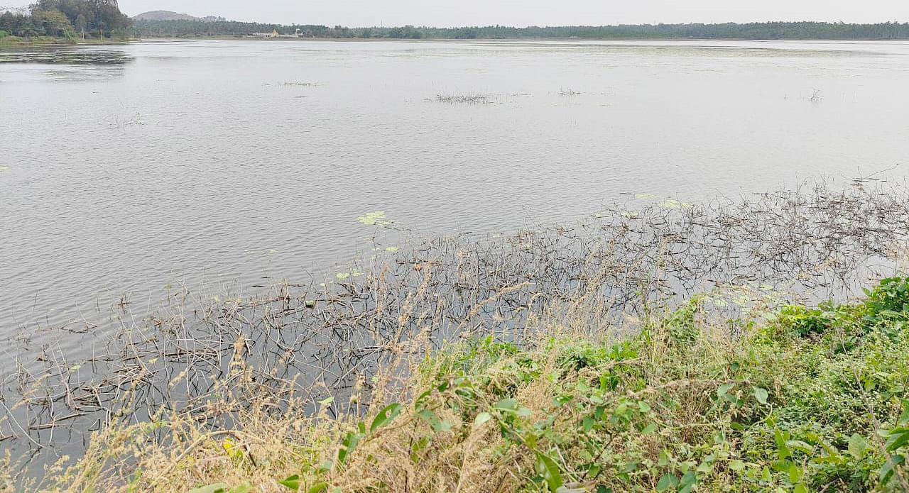 ತುಮಕೂರು ತಾಲ್ಲೂಕಿನ ಹೊನ್ನುಡಿಕೆ ಕೆರೆ