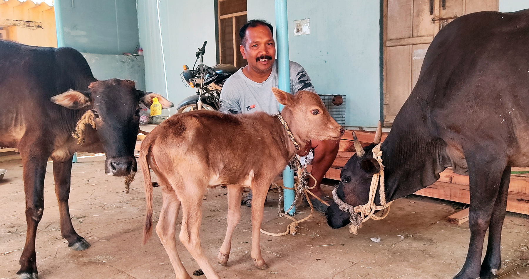 ಯಳಂದೂರು ತಾಲ್ಲೂಕಿನ ಕಂದಹಳ್ಳಿ ಗ್ರಾಮದ ಕೃಷಿಕ ನಾಗೇಂದ್ರ ಅವರು ಮಲೆನಾಡು ಗಿಡ್ದದ ರಾಸುಗಳ ನಿರ್ವಹಣೆಯಲ್ಲಿ ತೊಡಗಿರುವುದು