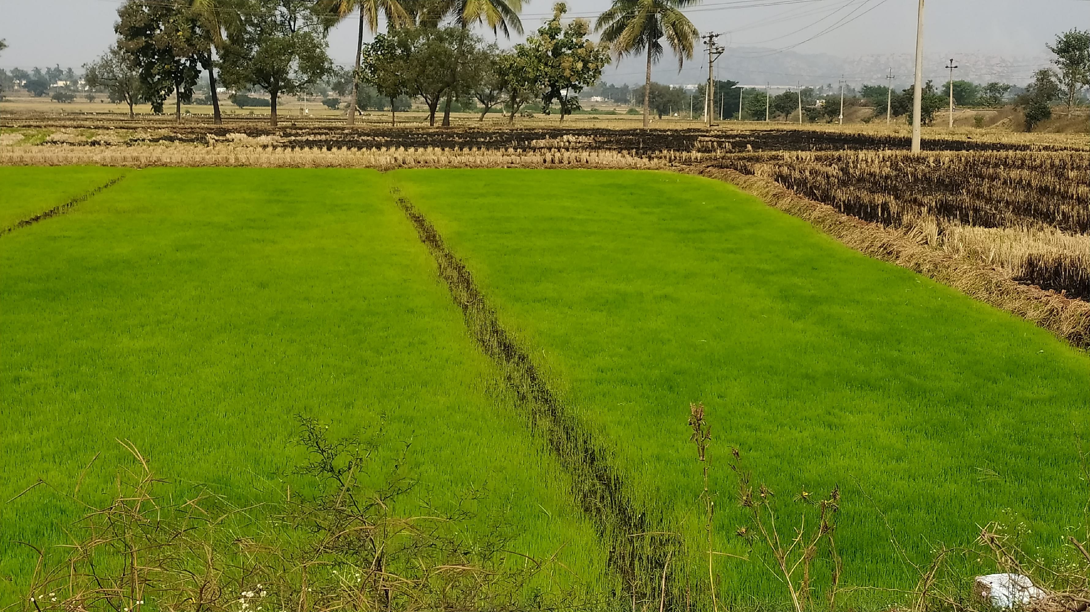 ಮುನಿರಾಬಾದ್ ಸಮೀಪದ ಹಿಟ್ನಾಳ ಹೋಬಳಿಯಲ್ಲಿ ಕಾಲುವೆ ನೀರಿಗೆ ಕಾಯುತ್ತಿರು ಭತ್ತದ ಸಸಿ