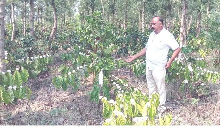 ಅರಕಲಗೂಡು ತಾಲ್ಲೂಕಿನ ಮದಲಾಪುರ ಗ್ರಾಮದಲ್ಲಿ ಆಕಾಲಿಕ ಮಳೆಗೆ ಕಾಫಿ ಗಿಡಗಳಲ್ಲಿ ಹೂವು ಬಿಟ್ಟಿರುವುದನ್ನು ತೋರಿಸಿದ ಬೆಳೆಗಾರ ರಂಗಸ್ವಾಮಿ