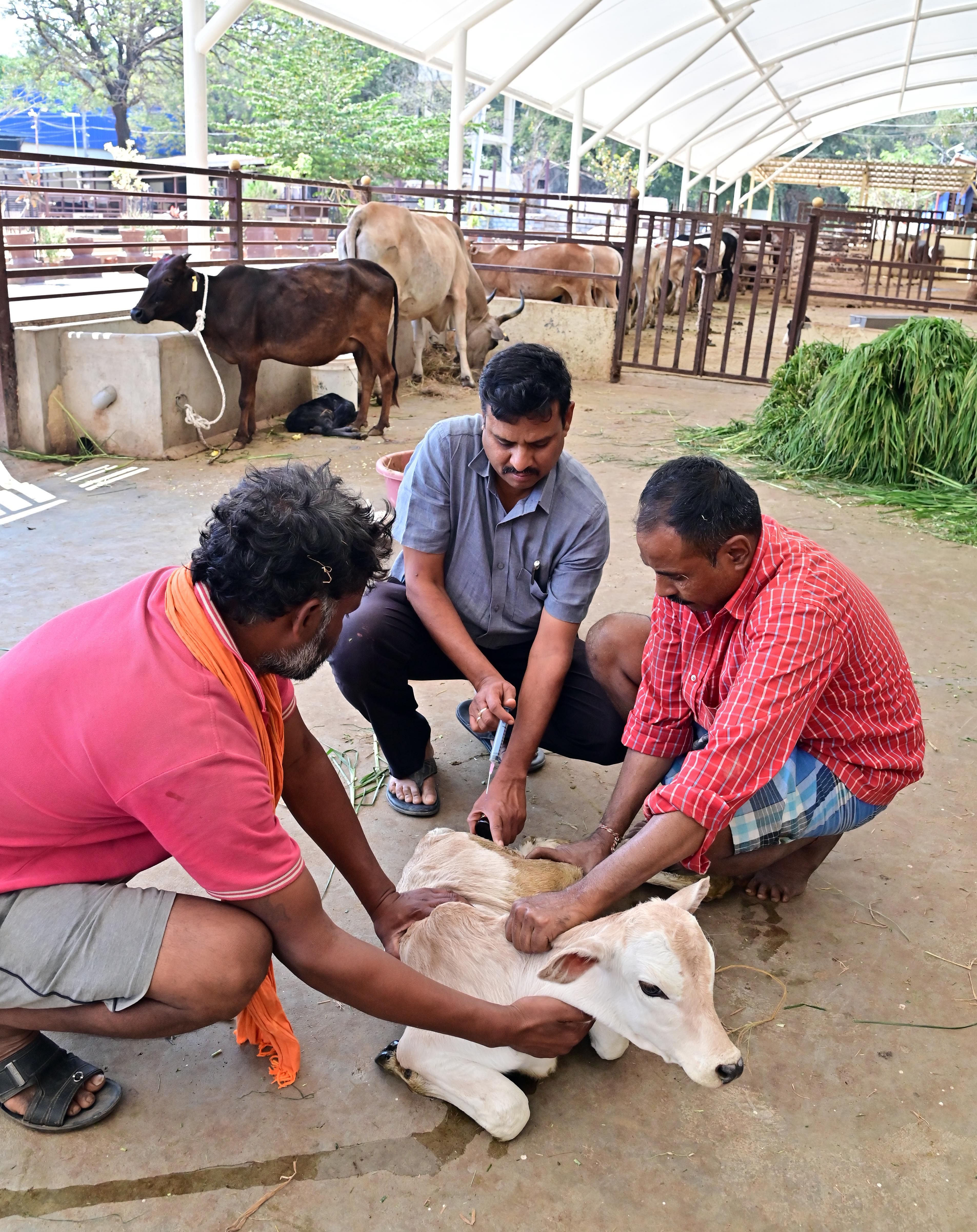 ದಾವಣಗೆರೆಯ ನಿಯಂತ್ರಿತ ಮಾರುಕಟ್ಟೆ ಆವರಣದಲ್ಲಿರುವ ಪಶು ಚಿಕಿತ್ಸಾಲಯದ ಮುಖ್ಯ ವೈದ್ಯಾಧಿಕಾರಿ ಬಸವೇಶ್ವರ ಐನಳ್ಳಿ, ಸಮೀಪದ ಗೋಶಾಲೆಯಲ್ಲಿನ ಕರುವಿಗೆ ಚಿಕಿತ್ಸೆ ನೀಡುತ್ತಿರುವುದು –ಪ್ರಜಾವಾಣಿ ಚಿತ್ರ/ ಸತೀಶ ಬಡಿಗೇರ್