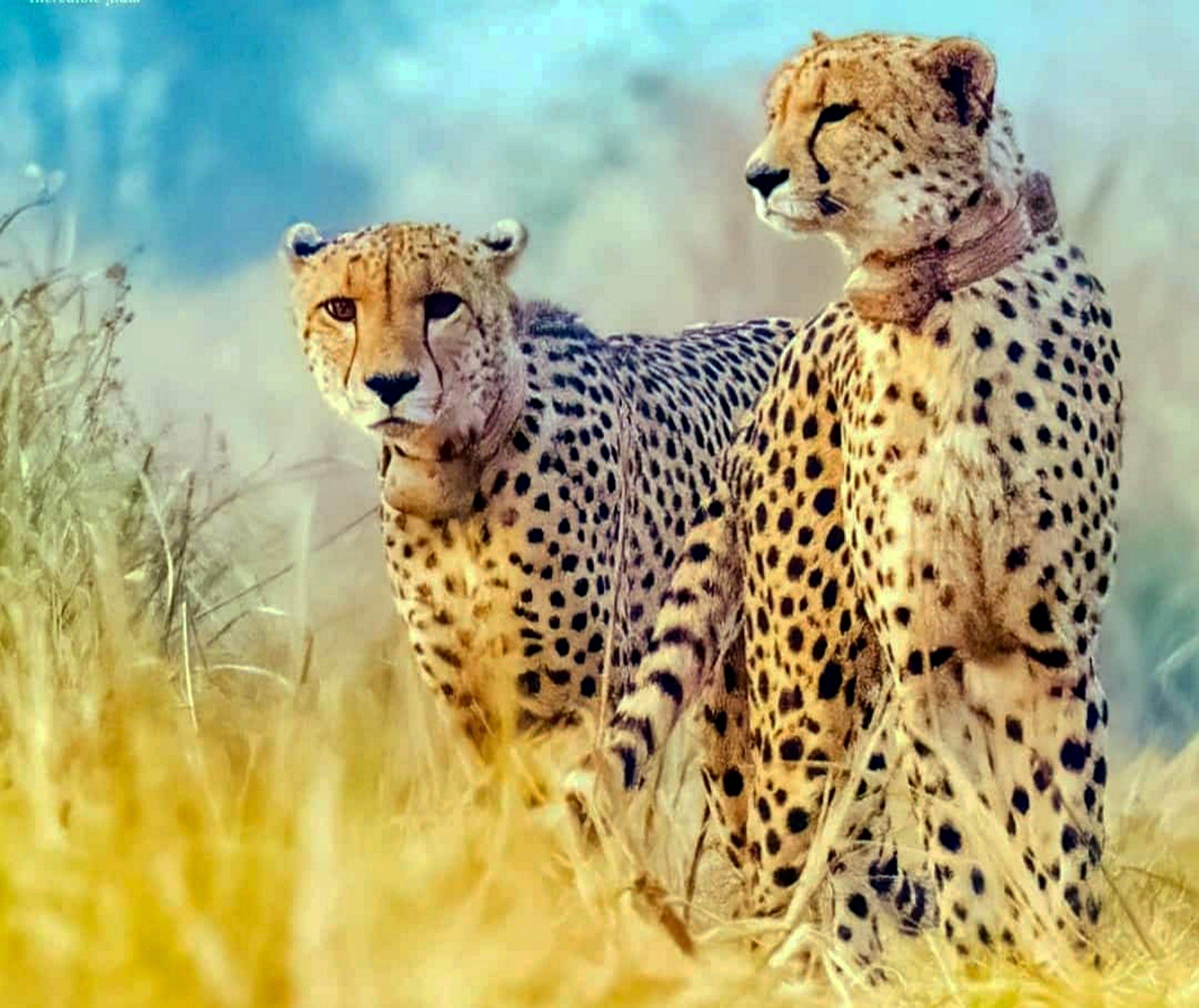 **EDS: TO GO WITH STORY** Sheopur: Cheetahs Elton and Freddie popularly known as Rockstars released in the wild in Kuno National Park in Sheopur district MP. (PTI Photo) (PTI03_22_2023_000421A)