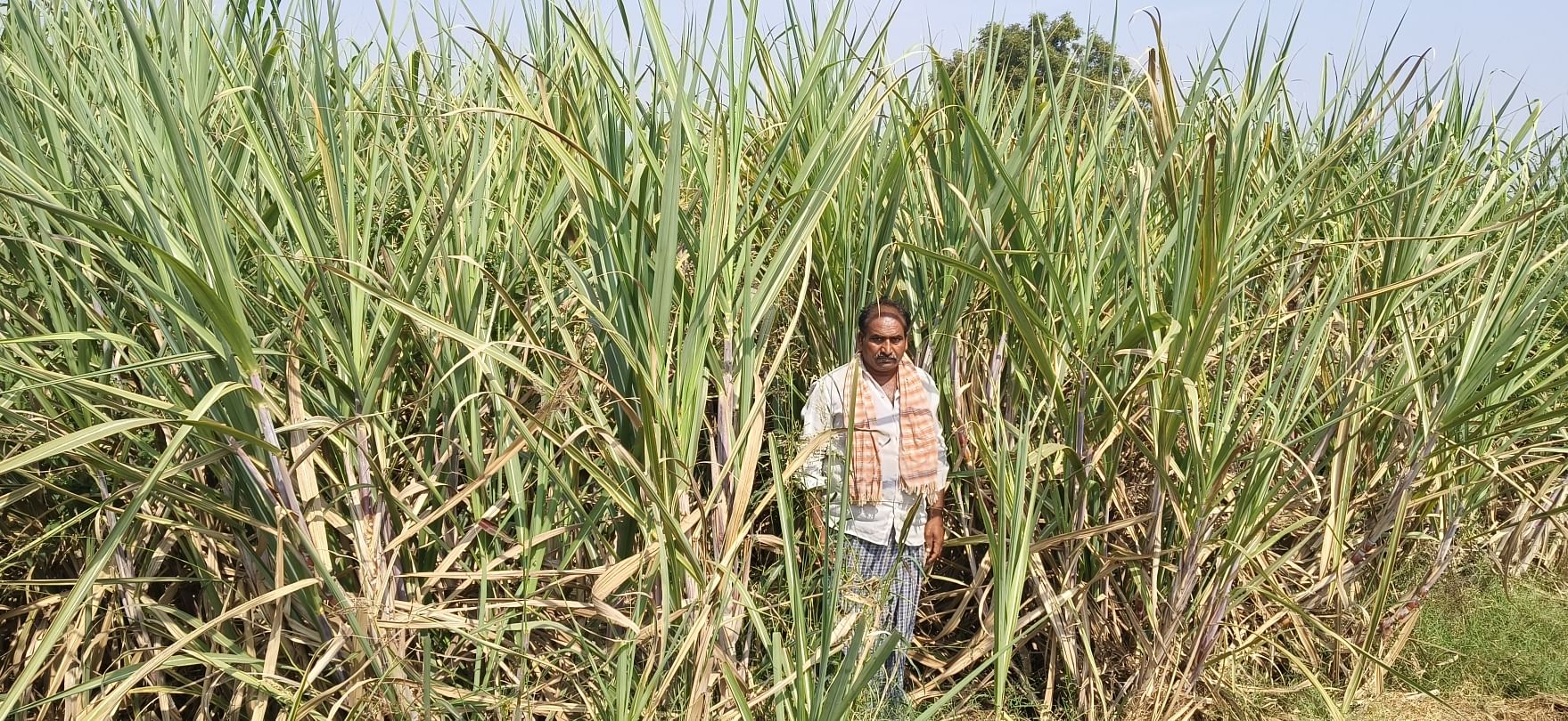 ಸಿರುಗುಪ್ಪ ತಾಲ್ಲೂಕಿನ ಶಾನವಾಸಪುರ ಗ್ರಾಮದ ರೈತ ಶಿವಶಂಕರಗೌಡ ಕಟಾವಿಗೆ ಸಿದ್ಧವಿರುವ ಕಬ್ಬಿನ ಬೆಳೆ