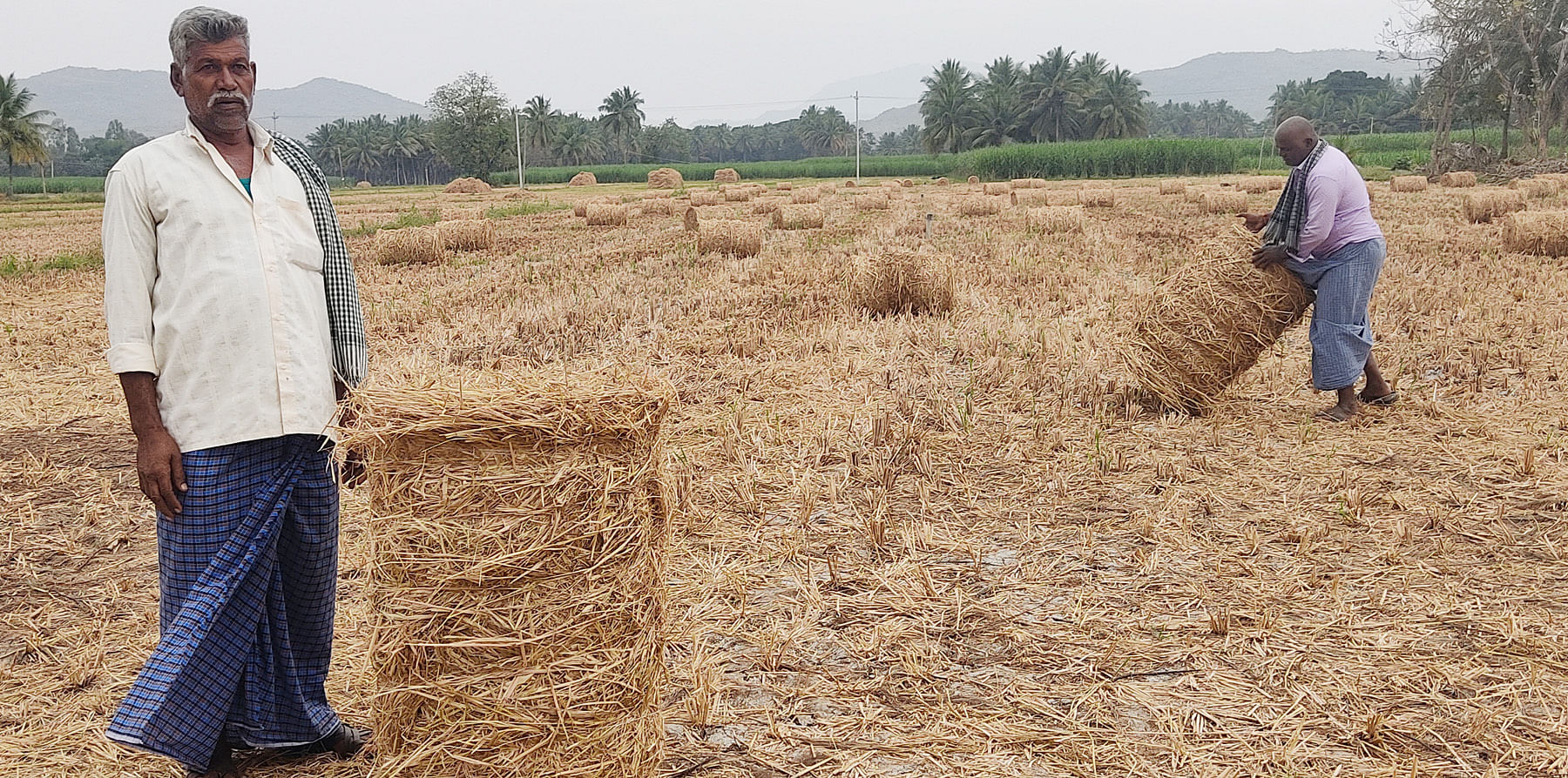 ಯಳಂದೂರು ತಾಲ್ಲೂಕಿನ ಮದ್ದೂರು ಗ್ರಾಮದ ಹೊರವಲಯದಲ್ಲಿ ಯಾಂತ್ರೀಕೃತ ಭತ್ತದ ಪಿಂಡಿಗಳನ್ನು ಕೊಳ್ಳಲು ಮುಂದಾಗ ಜಾನುವಾರು ಸಾಕಣೆದಾರರು  