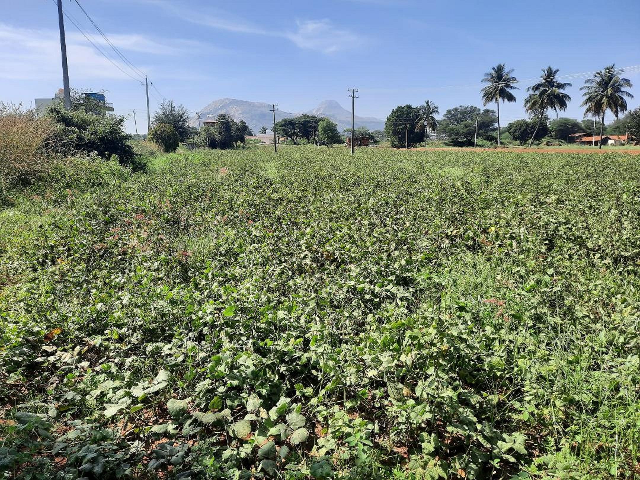 ಚಿಂತಾಮಣಿಯ ಹೊರವಲಯದ ಅವರೆಕಾಯಿ ಗಿಡಗಳ ಹೊಲ