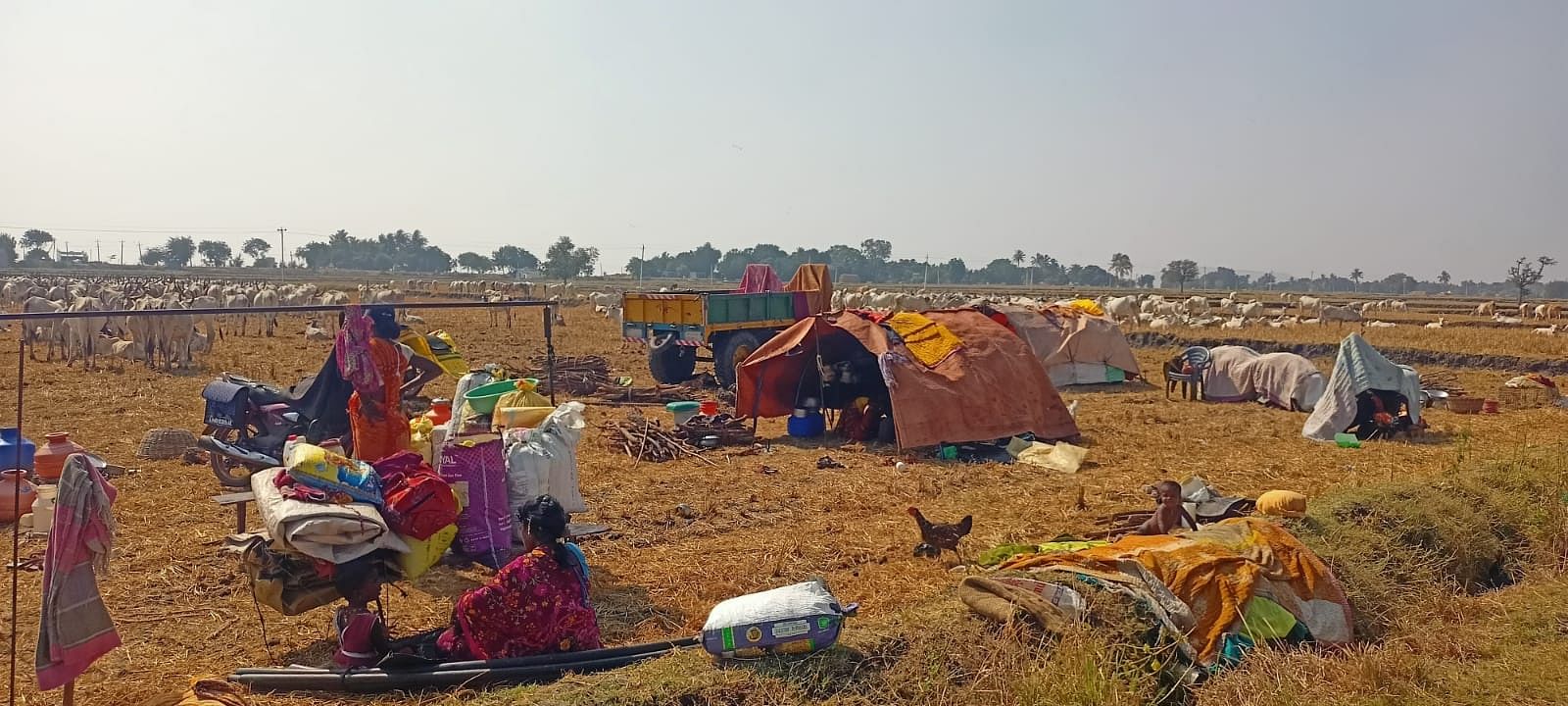 ತೆಕ್ಕಲಕೋಟೆ ಸಮೀಪದ ದರೂರು ಕ್ಯಾಂಪ್, ಚಾನಾಳ್ ಗ್ರಾಮಗಳಲ್ಲಿ ಕುಟುಂಬ ಸಮೇತ ಹಸುಗಳೊಂದಿಗೆ ಬೀಡು ಬಿಟ್ಟಿರುವ ಗೋಪಾಲಕರು