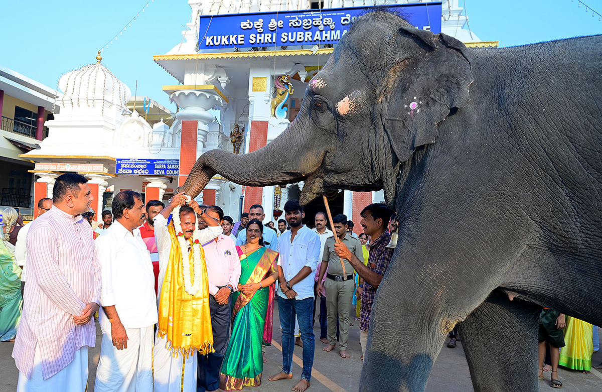 ನಿವೃತ್ತರಾದ ಆನೆ ಮಾವುತ ಶ್ರೀನಿವಾಸ್ ಗೌಡ ಧರ್ಮಸ್ಥಳ ಅವರಿಗೆ ಆನೆ ‘ಯಶಸ್ವಿ’ ಹೂಹಾರ ಹಾಕಿತು