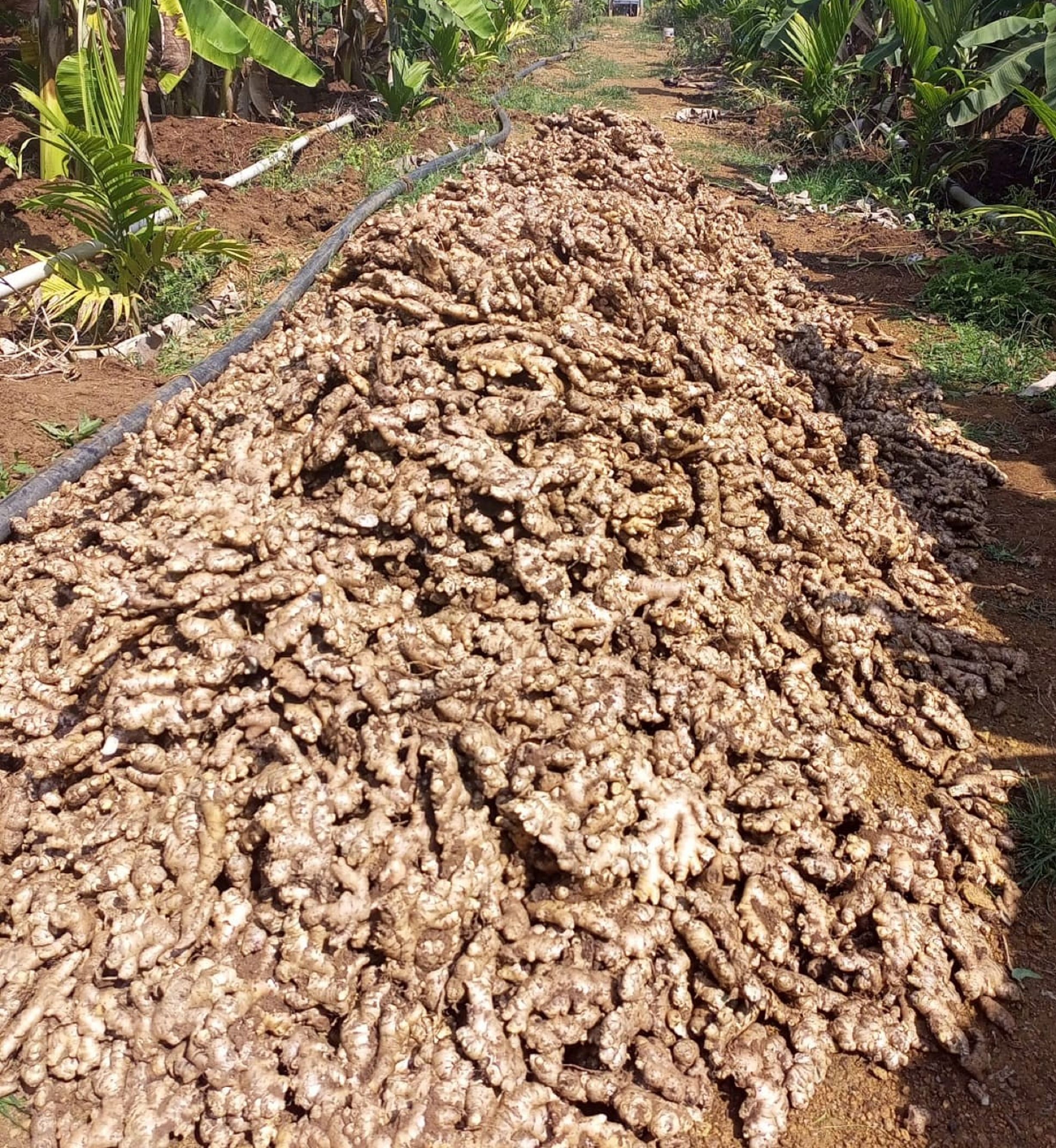 ಶಿರಸಿಯ ಬನವಾಸಿಯಲ್ಲಿ ಮಾರಾಟಕ್ಕೆ ಇರುವ ಶುಂಠಿ ರಾಶಿ