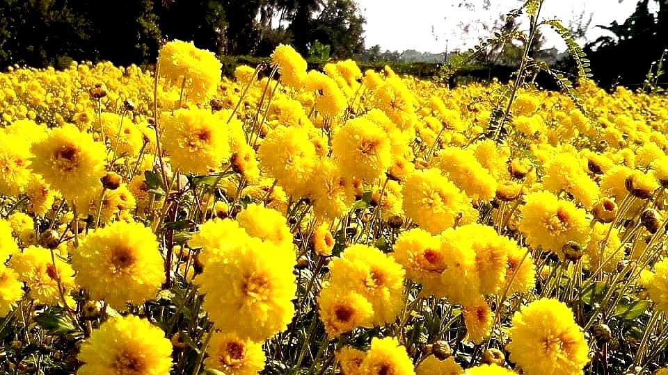 ಕುಂದಾಪುರ ತಾಲ್ಲೂಕಿನ ಹೆಮ್ಮಾಡಿಯ ಪರಿಸರದ ಕೃಷಿ ಗದ್ದೆಯಲ್ಲಿ ಬೆಳೆಯುವ ಸೇವಂತಿಗೆ ಹೂ.