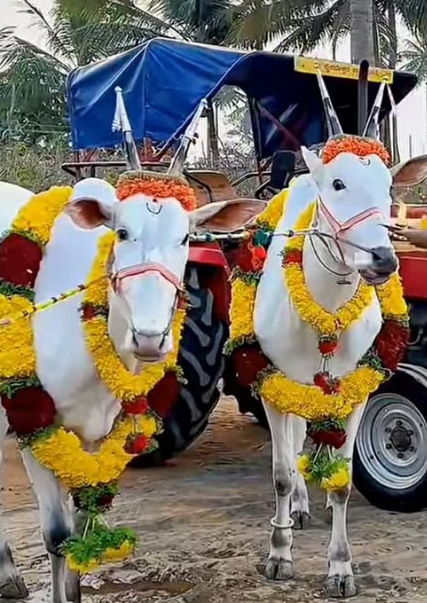 ಸಂಕ್ರಾಂತಿ ಸಮಯದಲ್ಲಿ ಮಹದೇಶ್ವರ ಬೆಟ್ಟದಲ್ಲಿ ಗೋವುಗಳನ್ನು ಸಿಂಗರಿಸಿ ಪೂಜಿಸಲಾಗುತ್ತದೆ