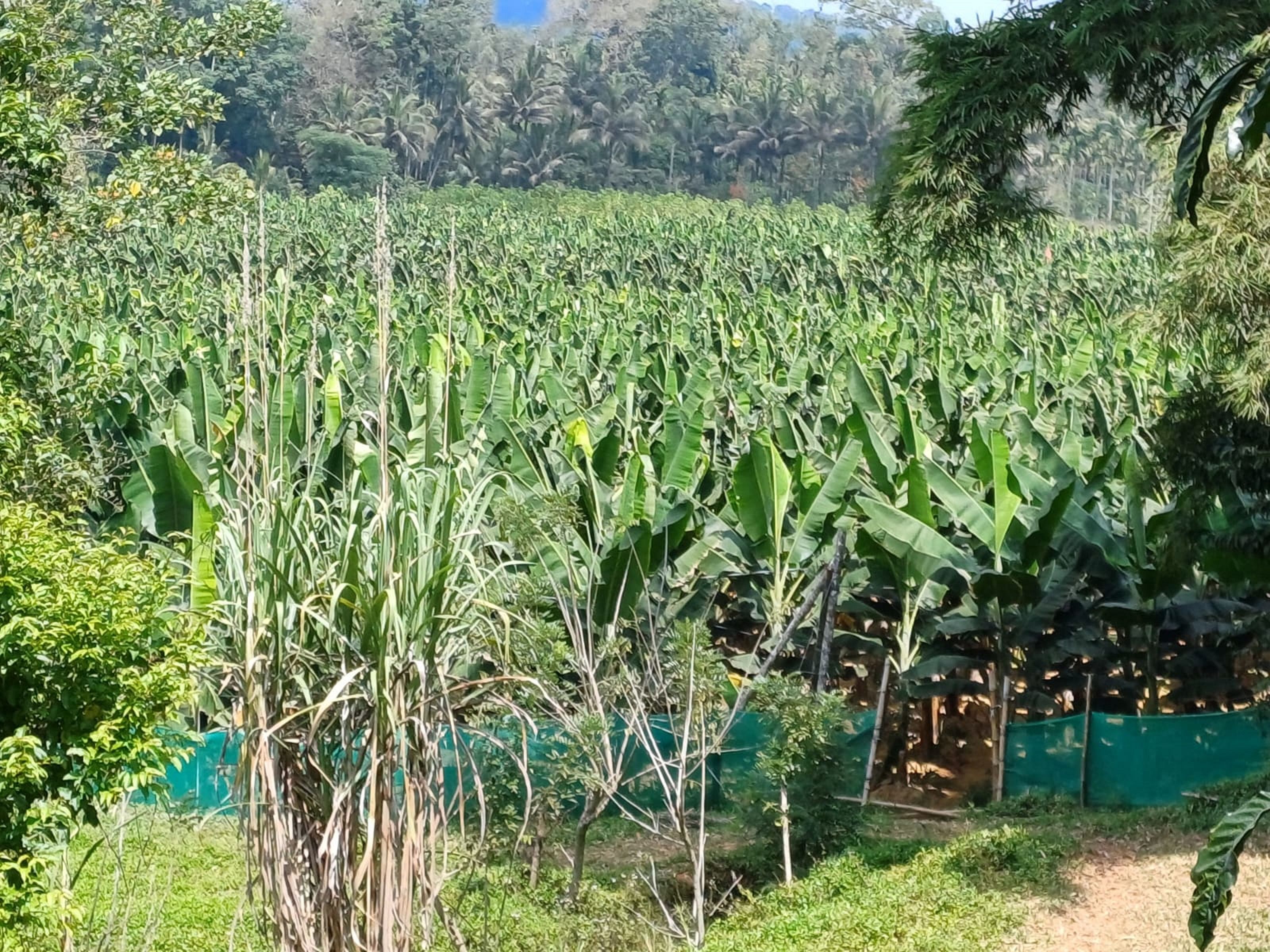 ನಾ‍ಪೋಕ್ಲುವಿನ ಚೋನಕೆರೆಯ ಸೋದರರಾದ ಶರತ್ ಕೊಂಬಂಡ, ಸಂಜಯ್ ಕೊಂಬಂಡ ಅವರ ಬಾಳೆತೋಟ