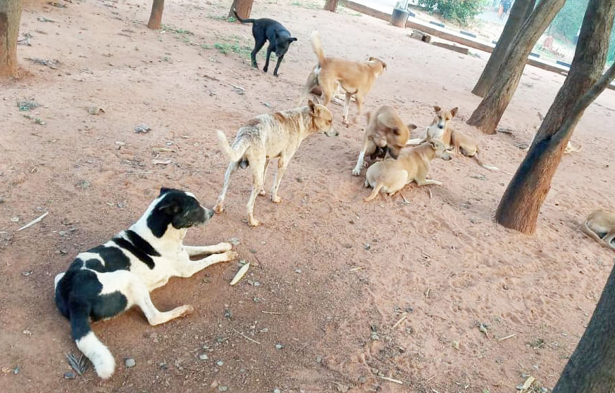 ತುಮಕೂರಿನಲ್ಲಿ ನಾಯಿಗಳ ಹಿಂಡು (ಸಾಂದರ್ಭಿಕ ಚಿತ್ರ)