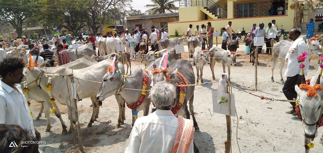 ಜಾನುವಾರು ಜಾತ್ರೆ (ಸಾಂದರ್ಭಿಕ ಚಿತ್ರ)