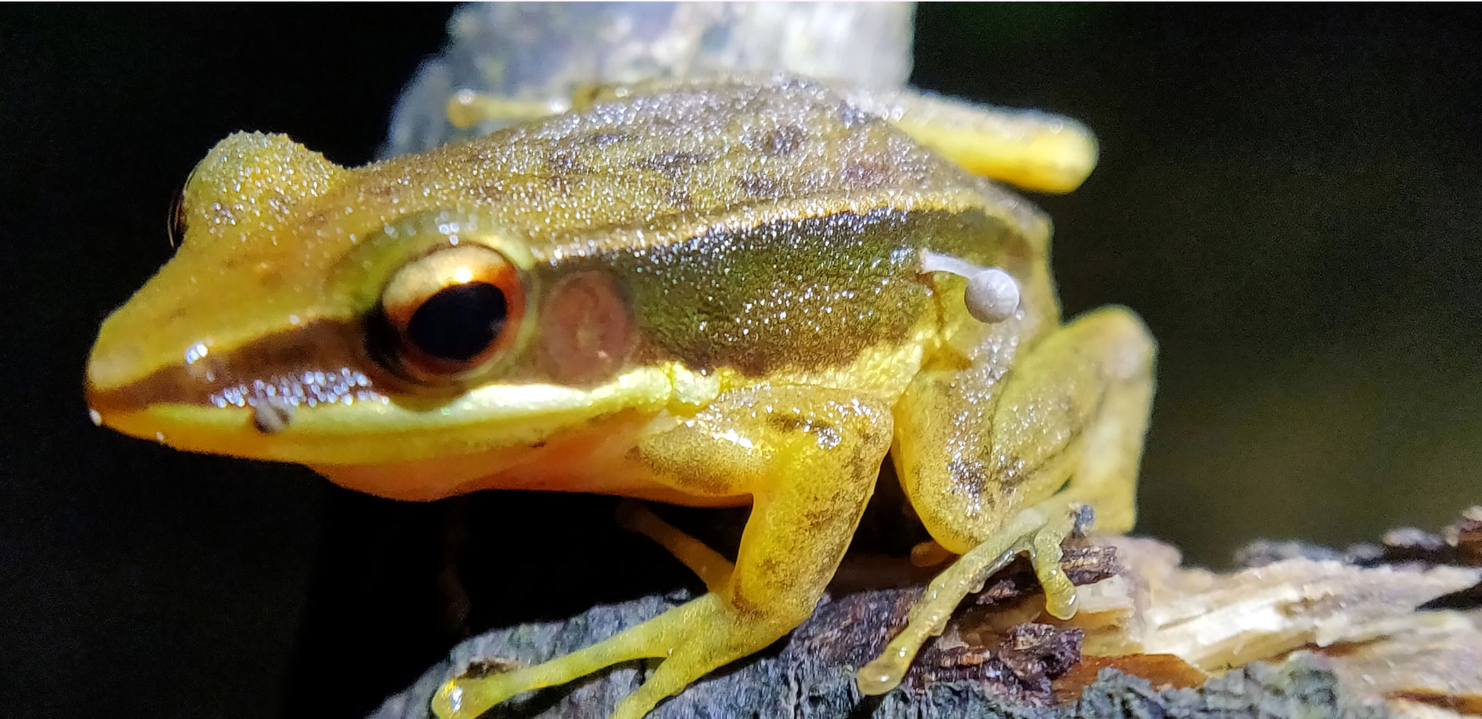 ಕಪ್ಪೆಯ ಮೇಲೆ ಬೆಳೆದಿರುವ ಅಣಬೆ