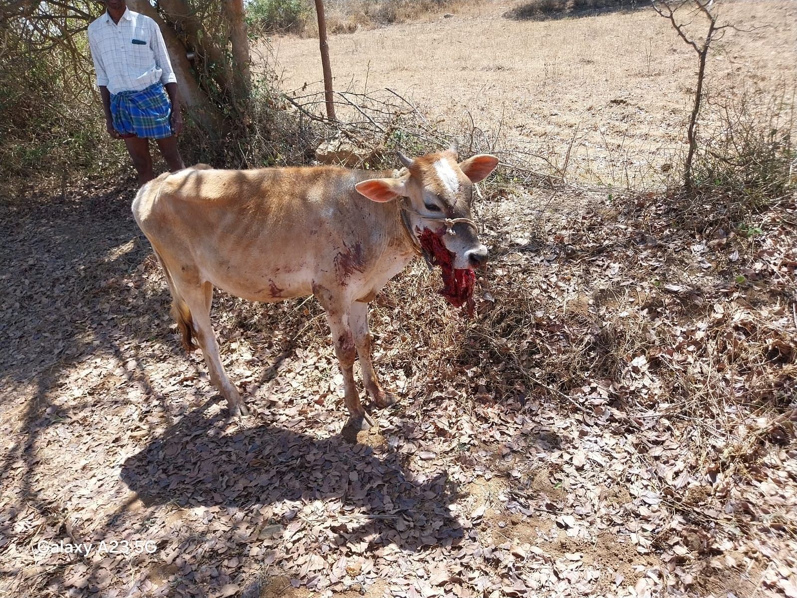 ಗುಂಡ್ಲುಪೇಟೆ ತಾಲ್ಲೂಕಿನ ಮಾಲಾಪುರ ಗ್ರಾಮದಲ್ಲಿ ಸಿಡಿಮದ್ದು ಜಗಿದು ಕರುವಿನ ಮುಖಕ್ಕೆ ಗಂಭೀರ ಗಾಯವಾಗಿರುವುದು.