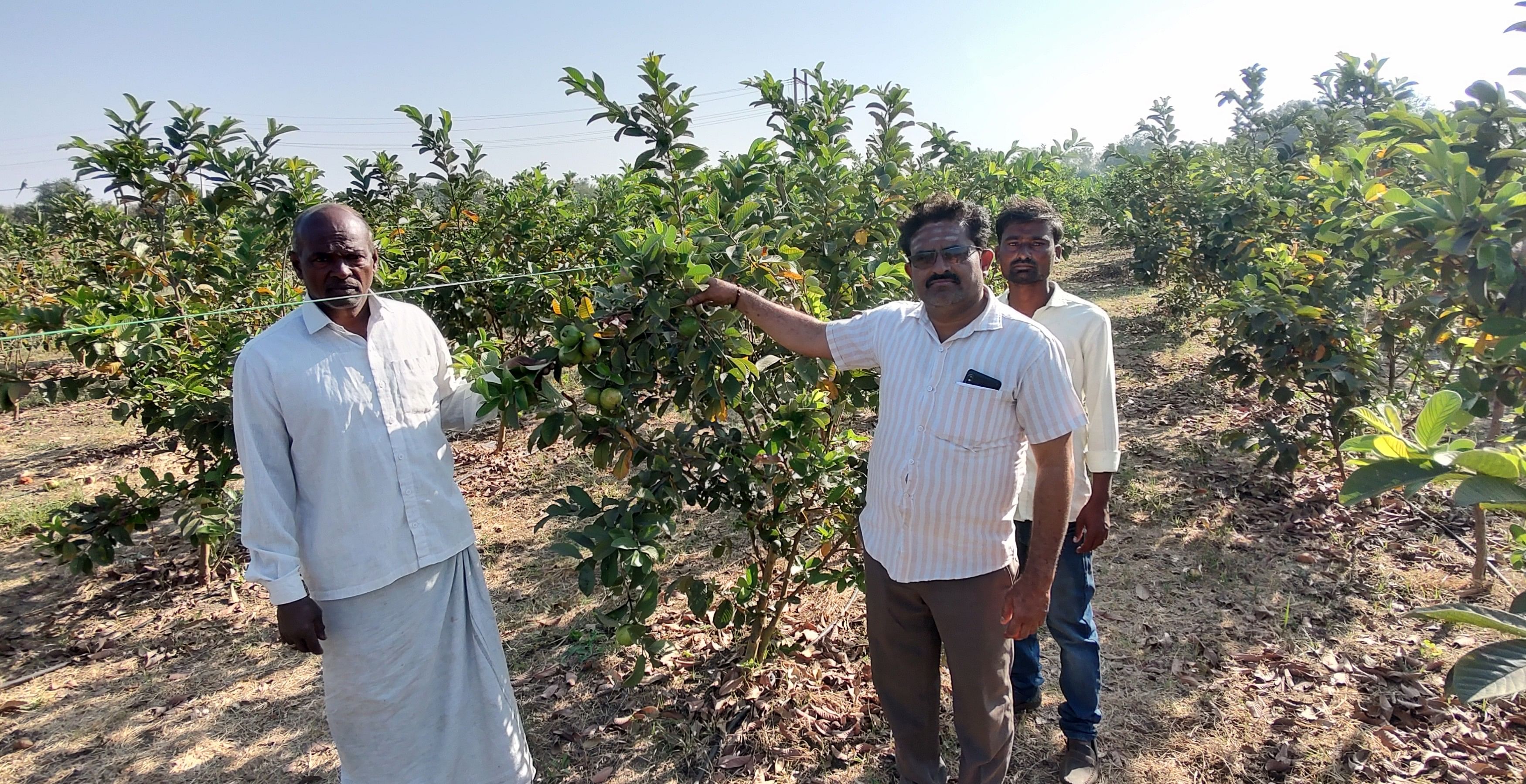 ಅಳವಂಡಿ ಸಮೀಪದ ಮೈನಹಳ್ಳಿ ಗ್ರಾಮದ ಈಶಪ್ಪ ಹಳ್ಳಿ ಅವರ ಪೇರಲ ತೋಟ